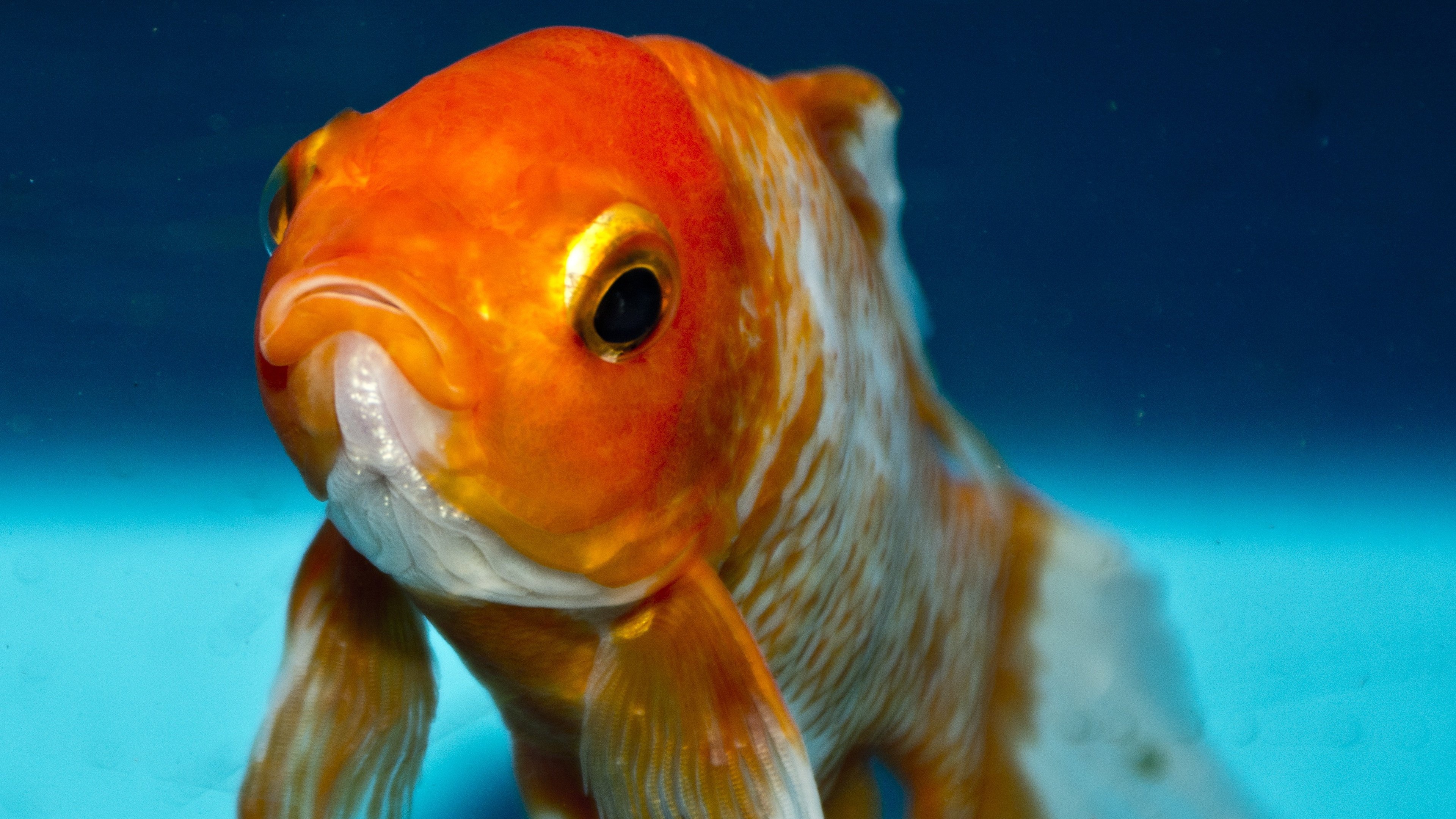 Goldfish: One of the most popular aquarium species, Animal, Pet. 3840x2160 4K Wallpaper.