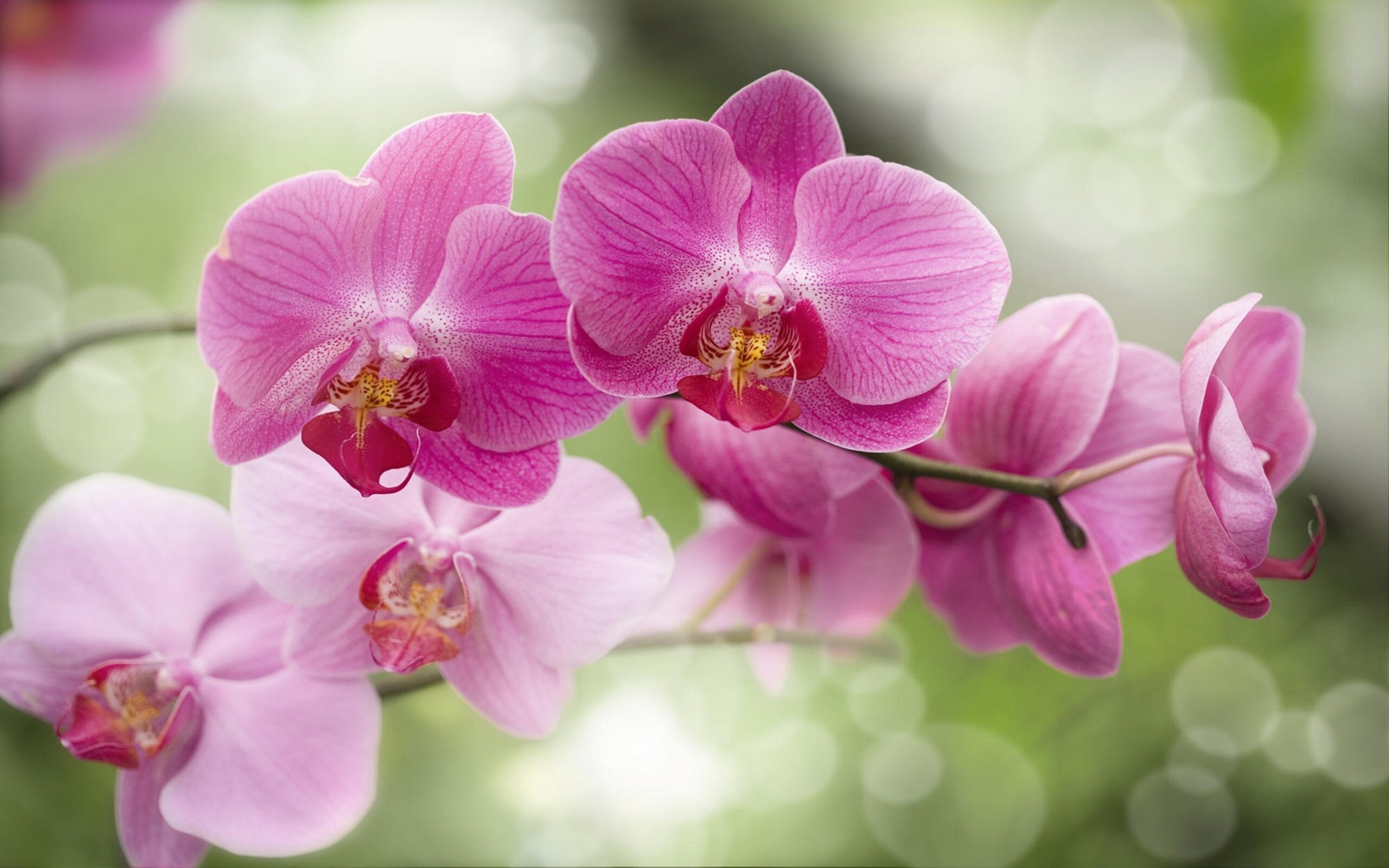 Orchid: The three sepals and two of the petals are often similar to each other but one petal is usually highly modified, forming a "lip" or labellum. 2560x1600 HD Wallpaper.
