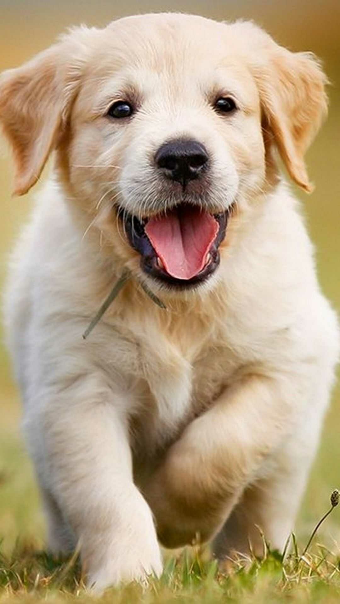 Puppy: One of the first domesticated animals, A baby dog. 1080x1920 Full HD Wallpaper.