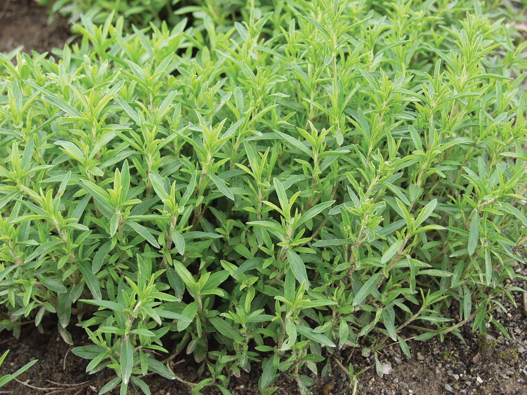 Organic winter savory, Aromatic herb, William Dam Seeds, 2050x1540 HD Desktop