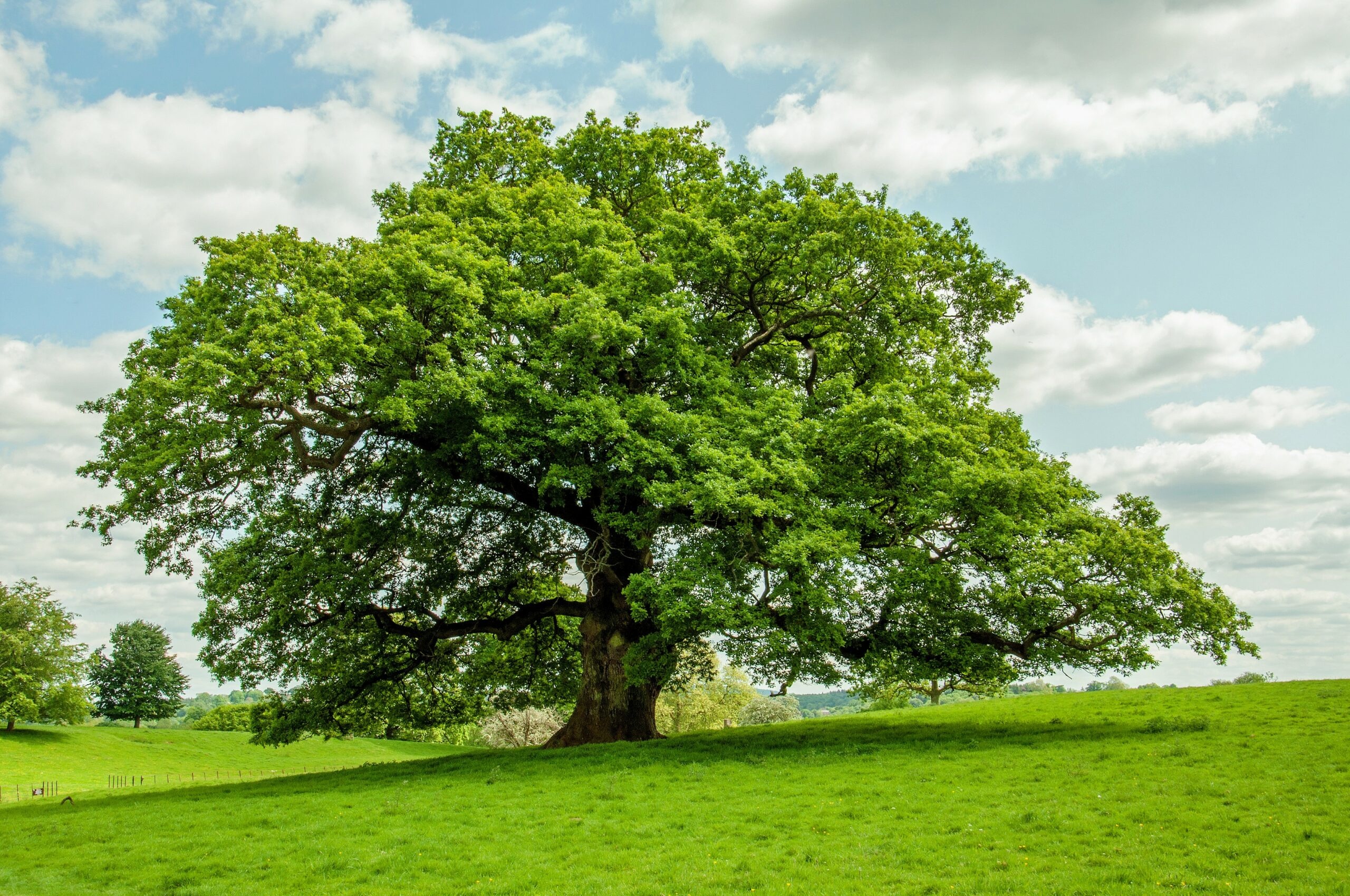 Oak Tree, Oak trees, Carbohydrate reserves, Insect invasions, 2560x1700 HD Desktop
