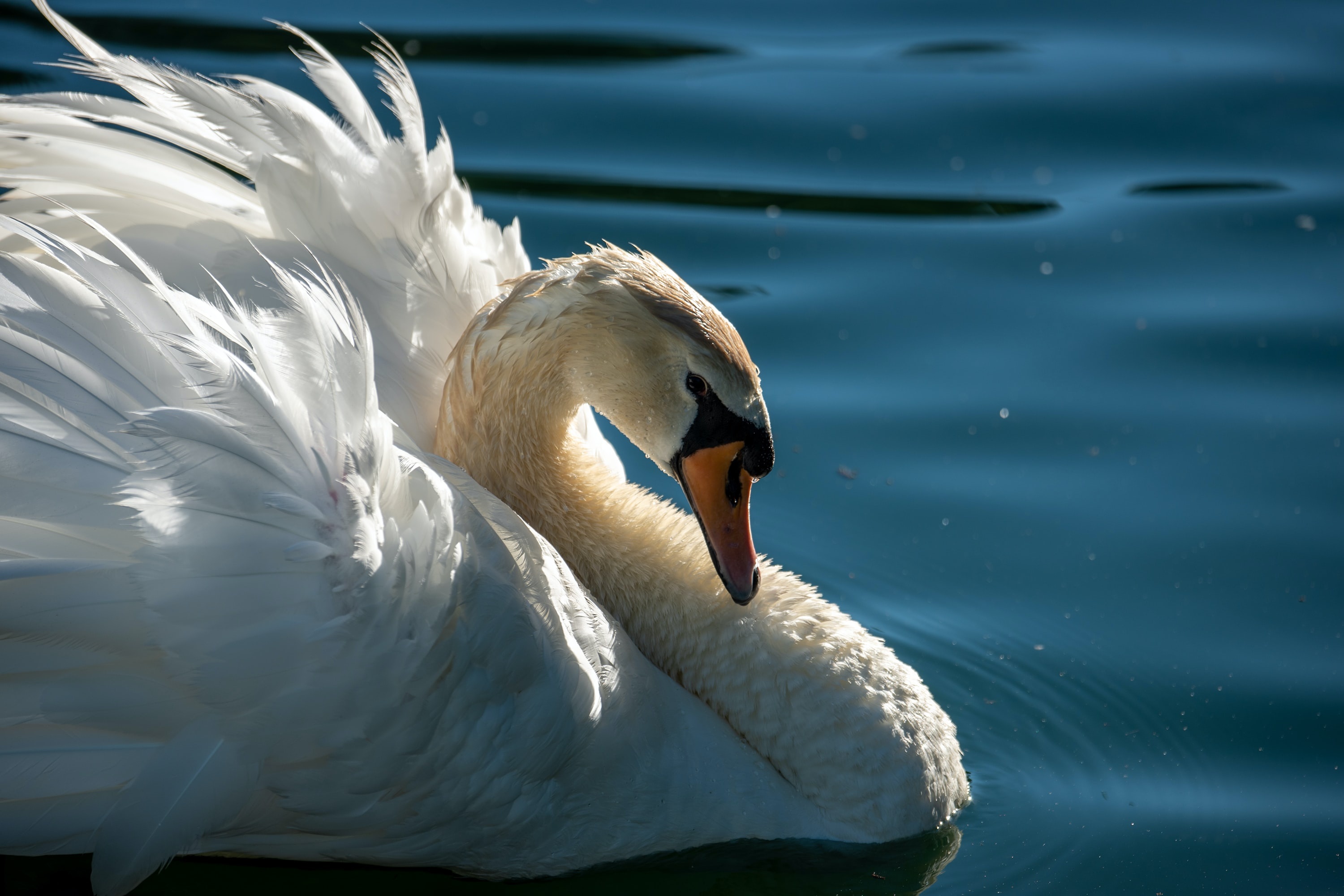 Swan, Animals, Beautiful wildlife, 3000x2000 HD Desktop