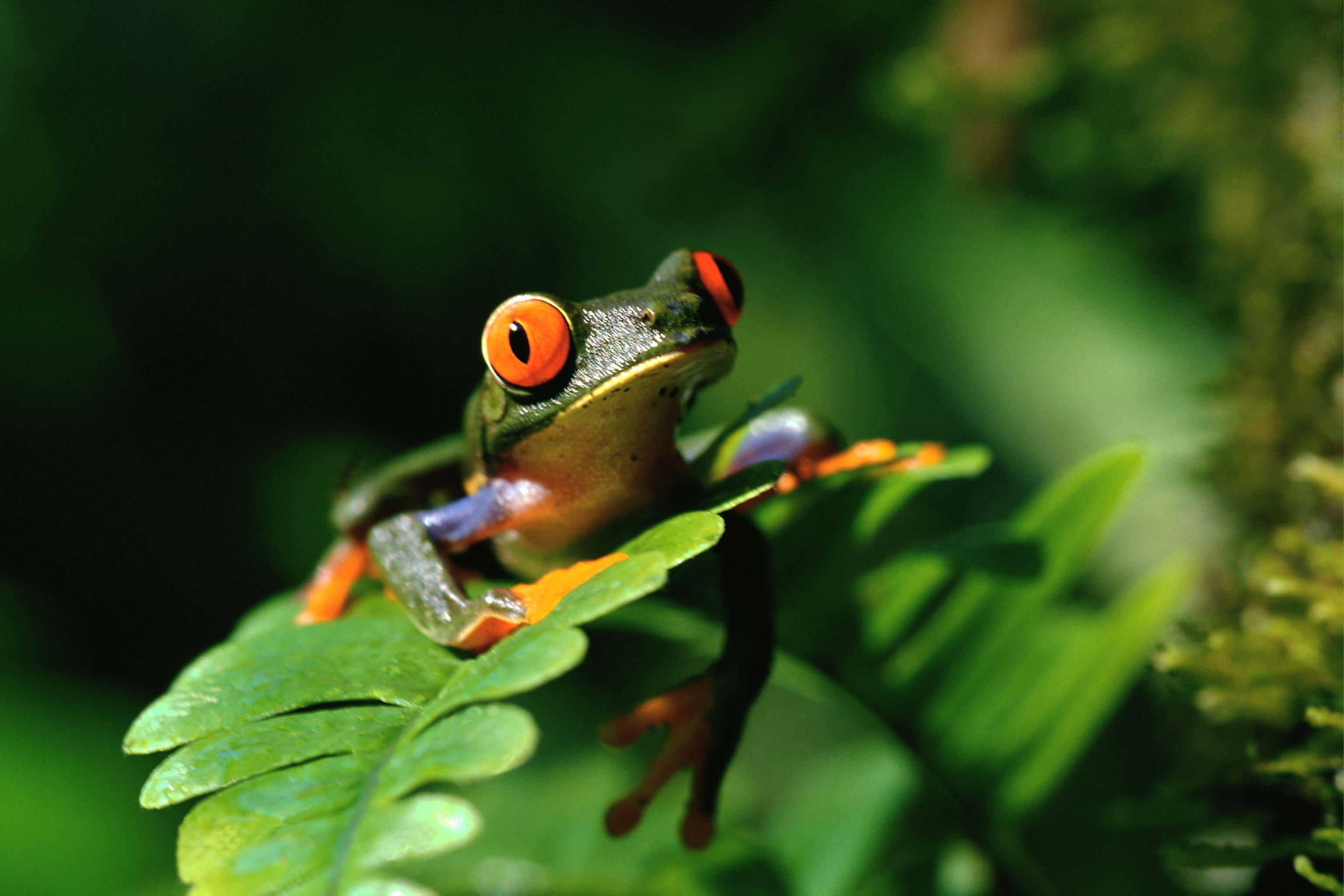 Red-eyed tree frog wallpapers, Colorful amphibian, Wallpaper collection, Animal photography, 3080x2050 HD Desktop