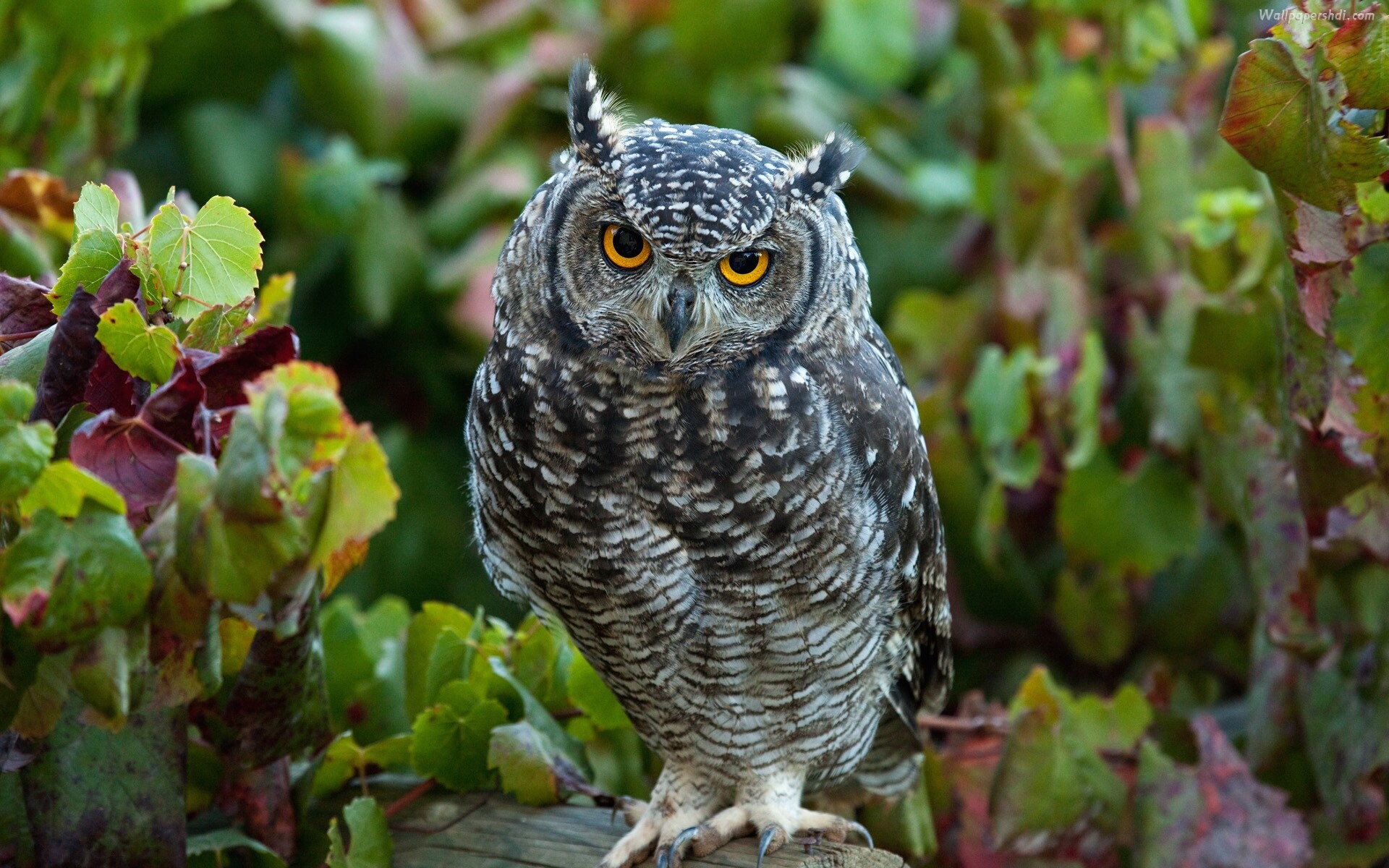 Owl: Raptor, Bird of Prey, Eastern Screech. 1920x1200 HD Background.