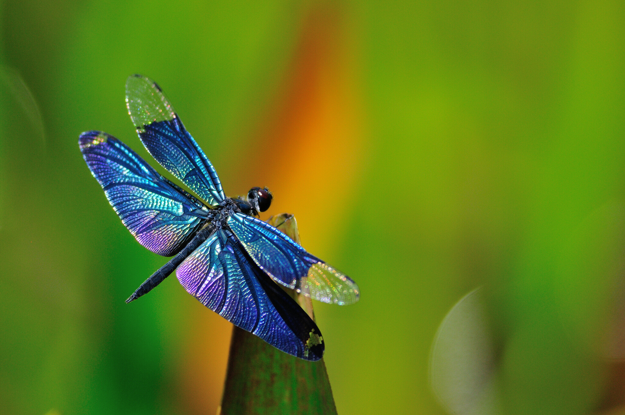 Dragonfly: Suborder Anisoptera, Heavy-bodied, strong-flying insects. 2050x1360 HD Wallpaper.