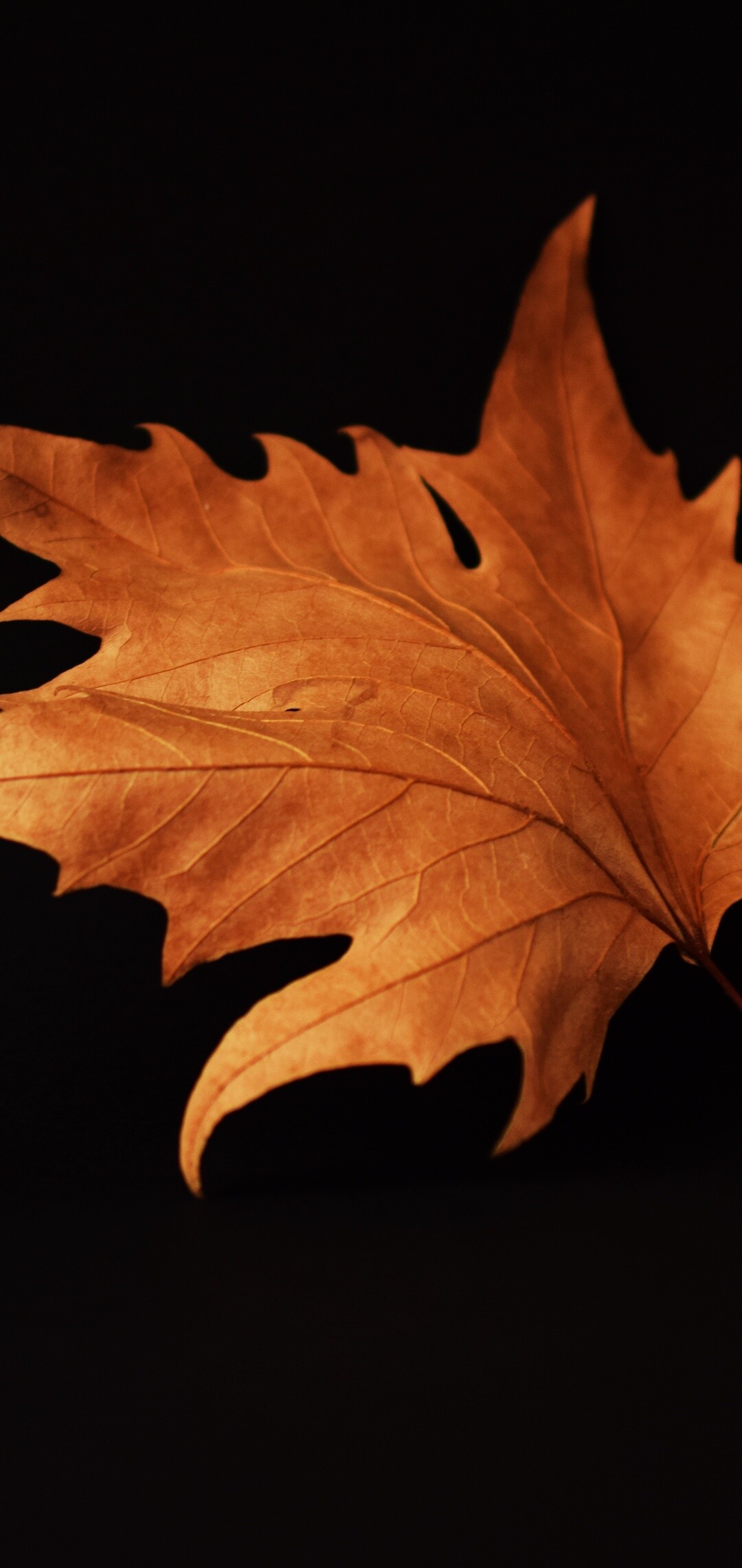Leaf: Autumn, Fronds are grown out from fern plants. 1080x2280 HD Wallpaper.