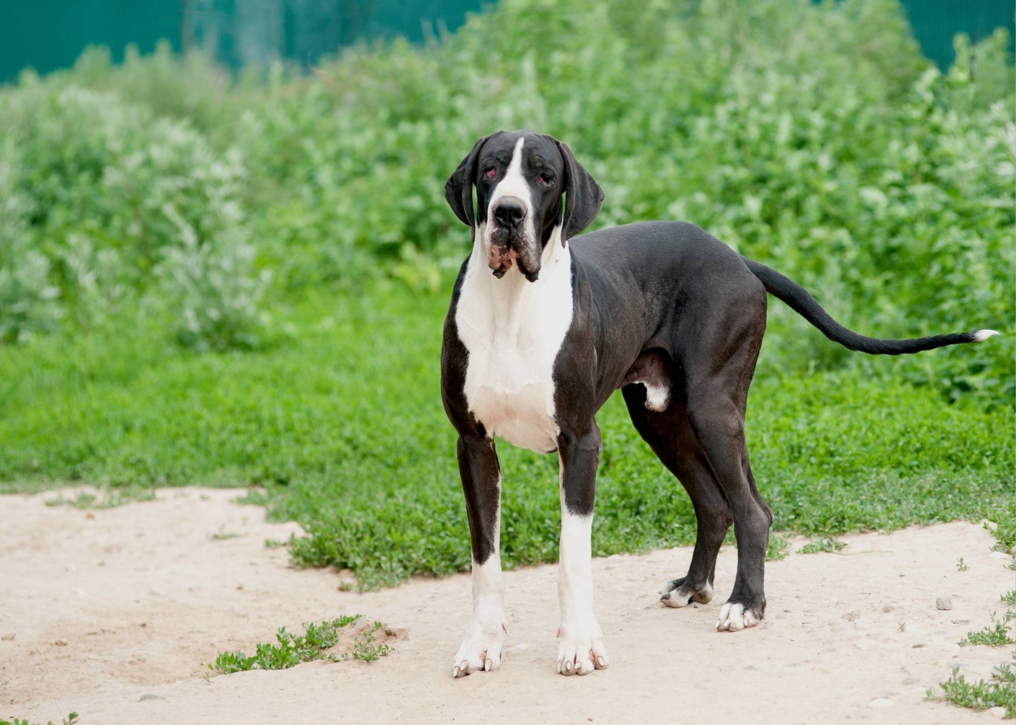 Great Dane: The breed descending from ancient mastiff-type dogs, Used as watchdogs. 2000x1430 HD Background.