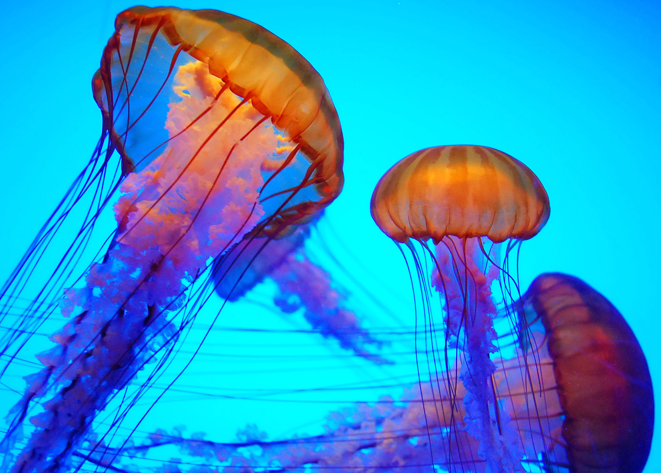 Live jellyfish wallpaper, Dynamic aquarium creatures, Moving underwater, Jellyfish motion, 2170x1550 HD Desktop