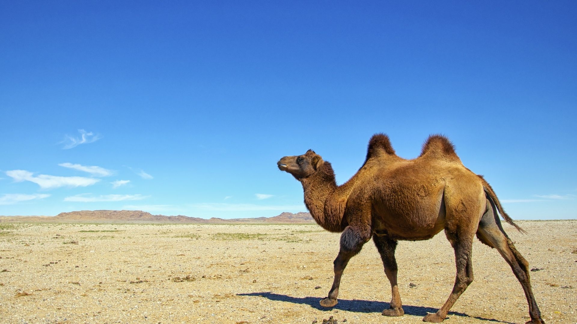 Camel species, Desert adventure, Majestic animals, Animal wallpapers, 1920x1080 Full HD Desktop