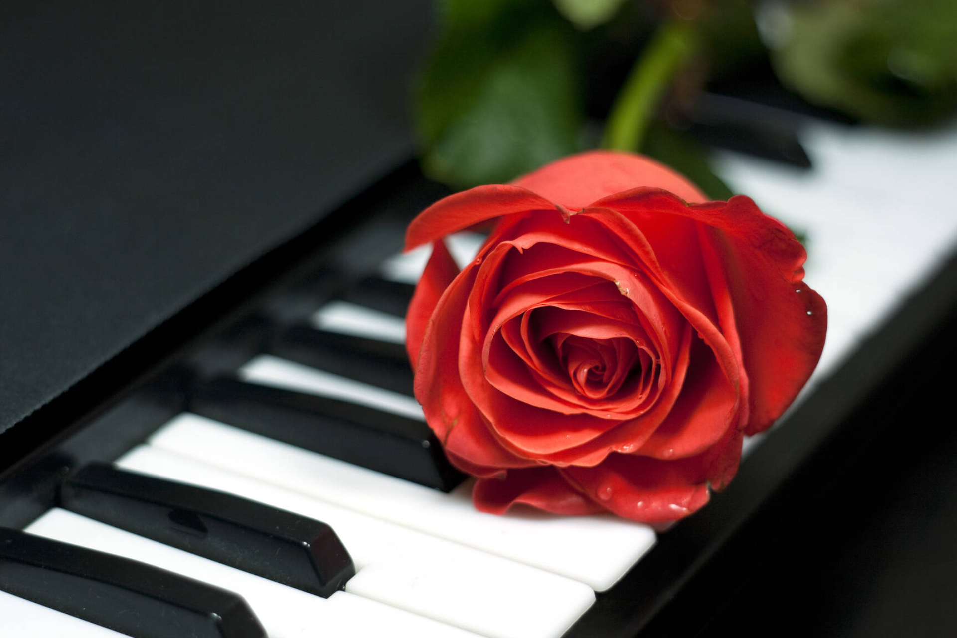 Fortepiano: Tea Rose On Keys, Classical Music, White And Black Keys. 1920x1280 HD Background.