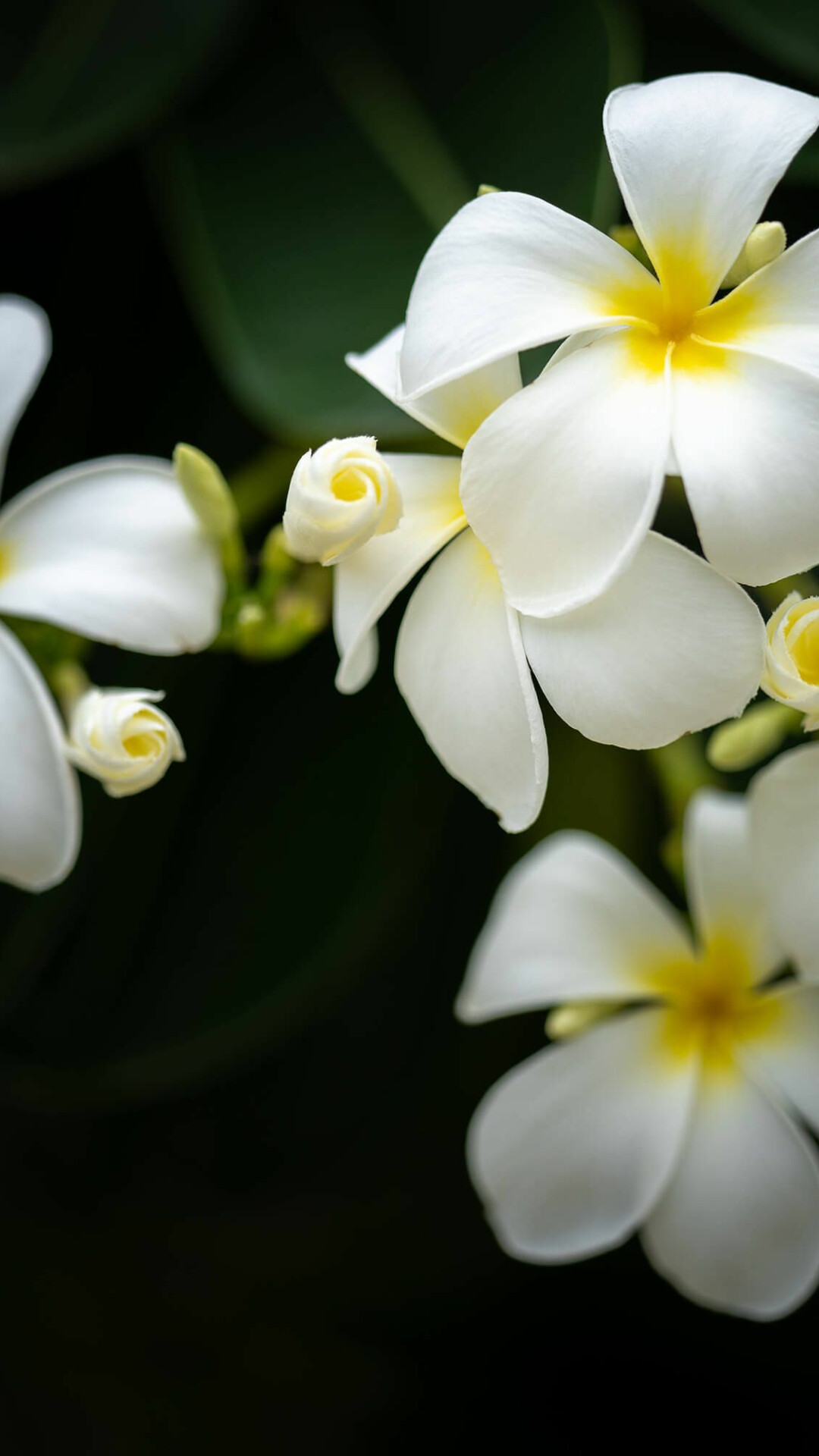Plumeria petals, Nature's beauty, Tropical paradise, Exquisite fragrance, 1080x1920 Full HD Phone