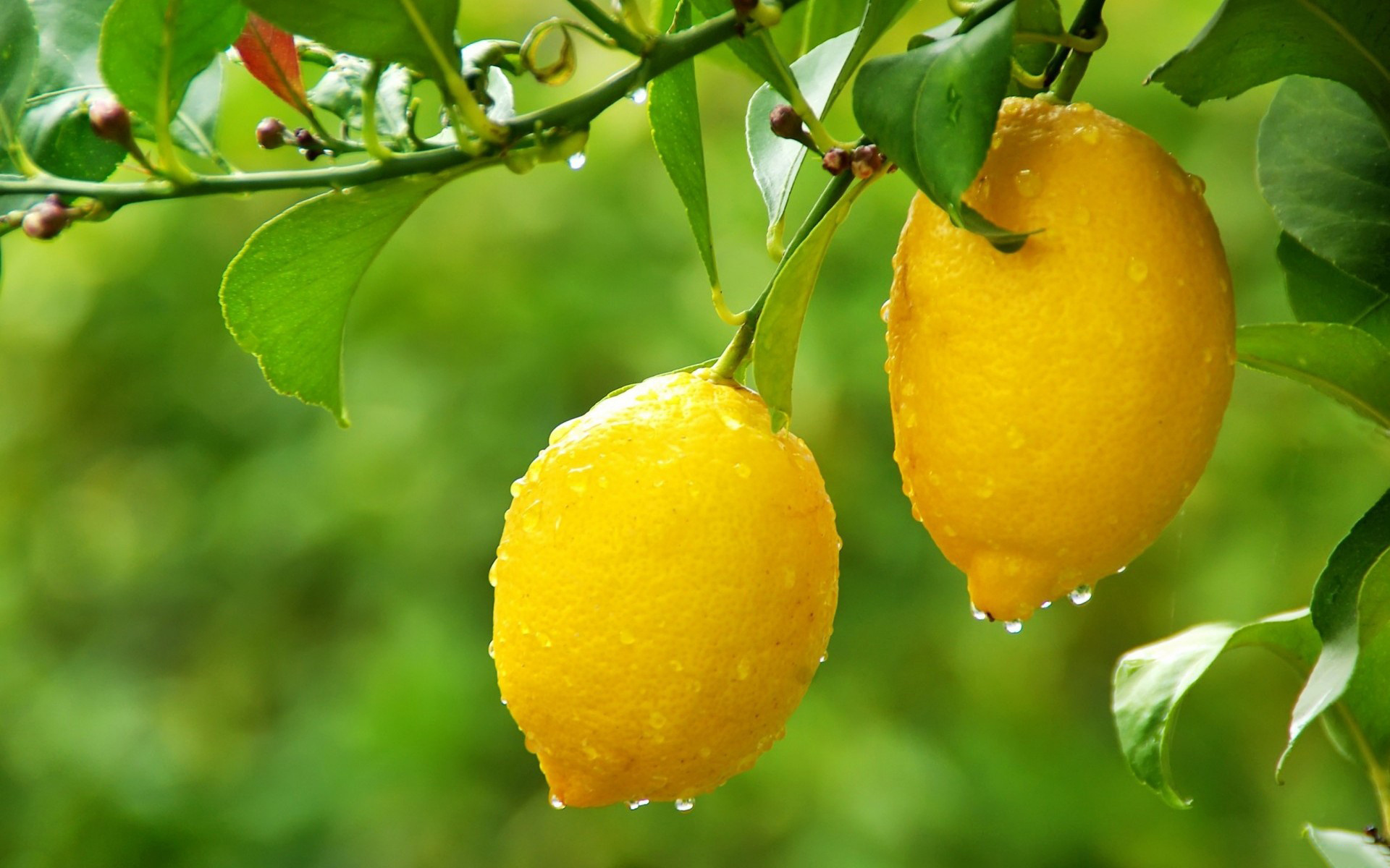 Lemon: Citrus tree, Known for its distinctive sour taste. 1920x1200 HD Wallpaper.