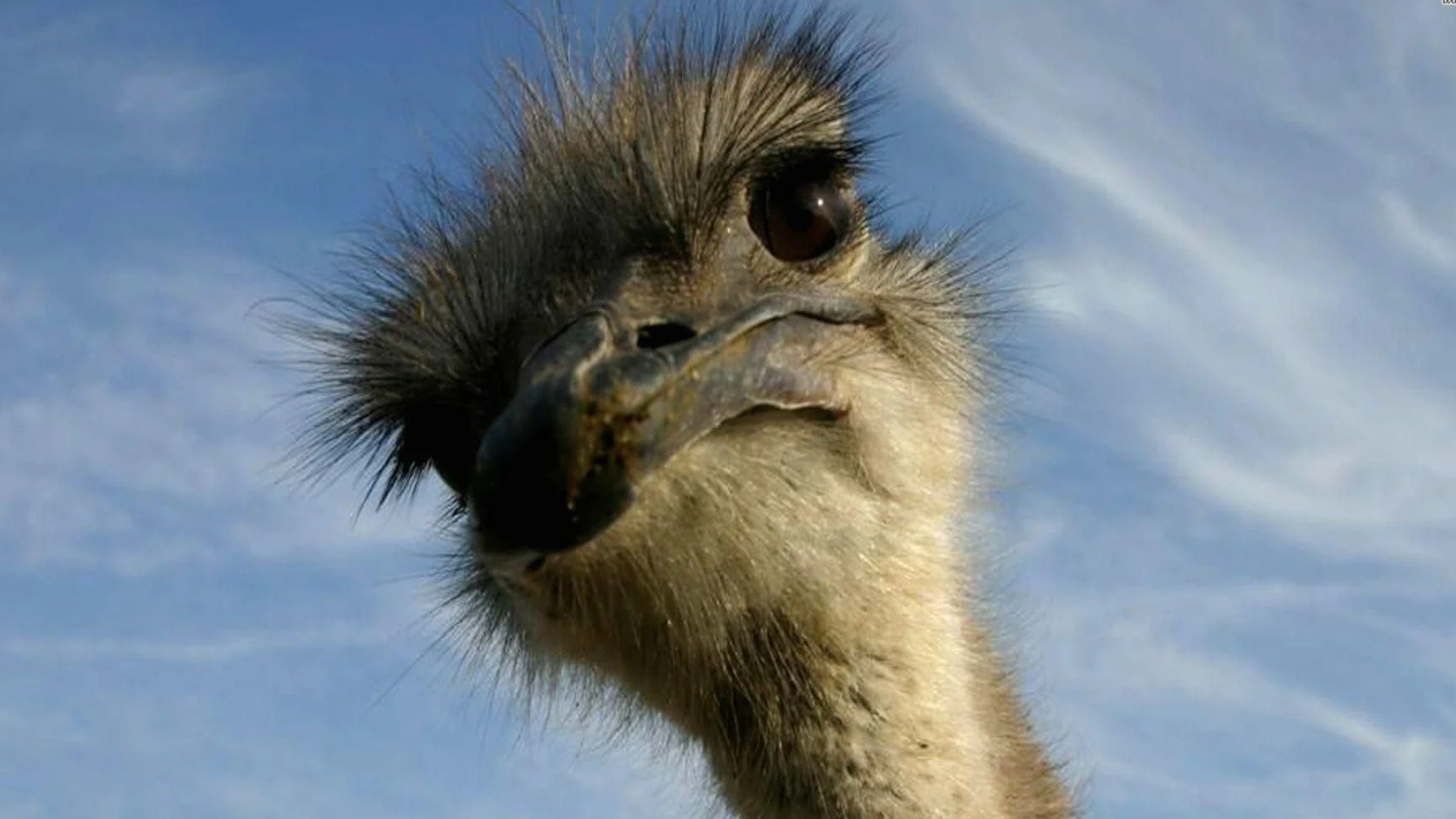 Humorous ostriches, Funny wallpapers, Lighthearted charm, Amusing avians, 1920x1080 Full HD Desktop