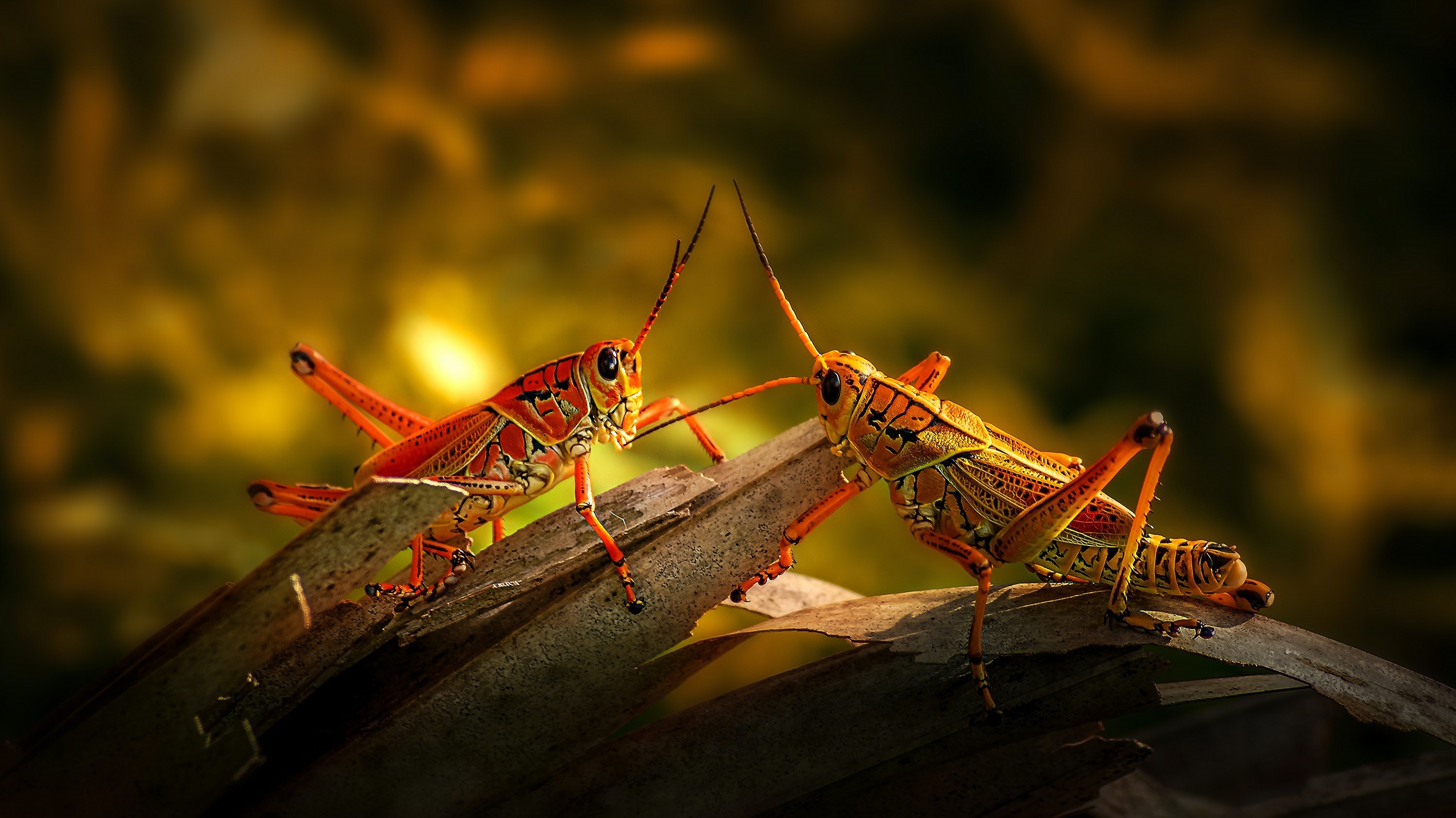 Grasshopper macro, Green insect, Jumping legs, Close-up details, 2880x1620 HD Desktop