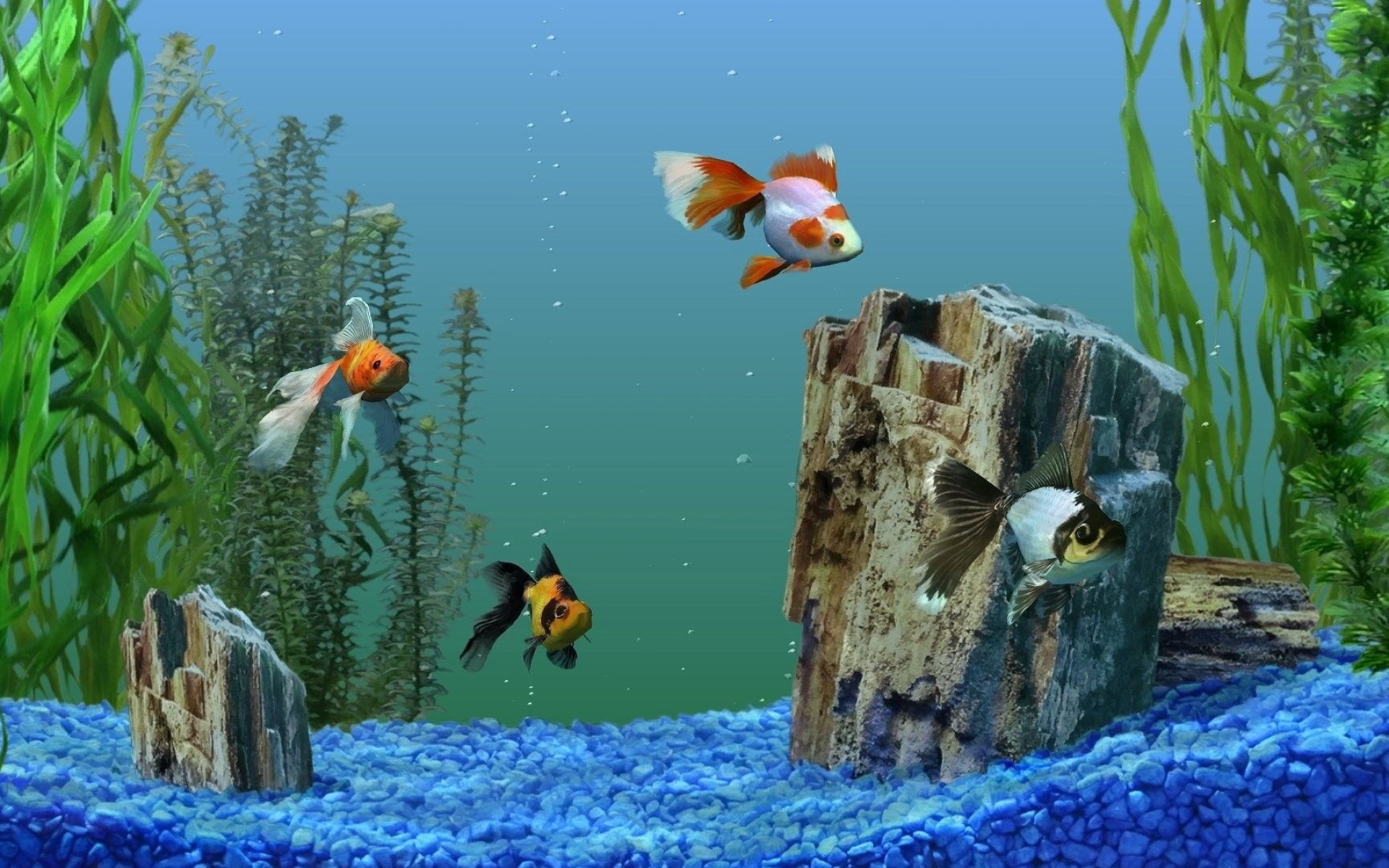 Aquarium, Aquarium fish, Captivating marine life, Tranquil underwater scene, Vibrant colors, 1920x1200 HD Desktop