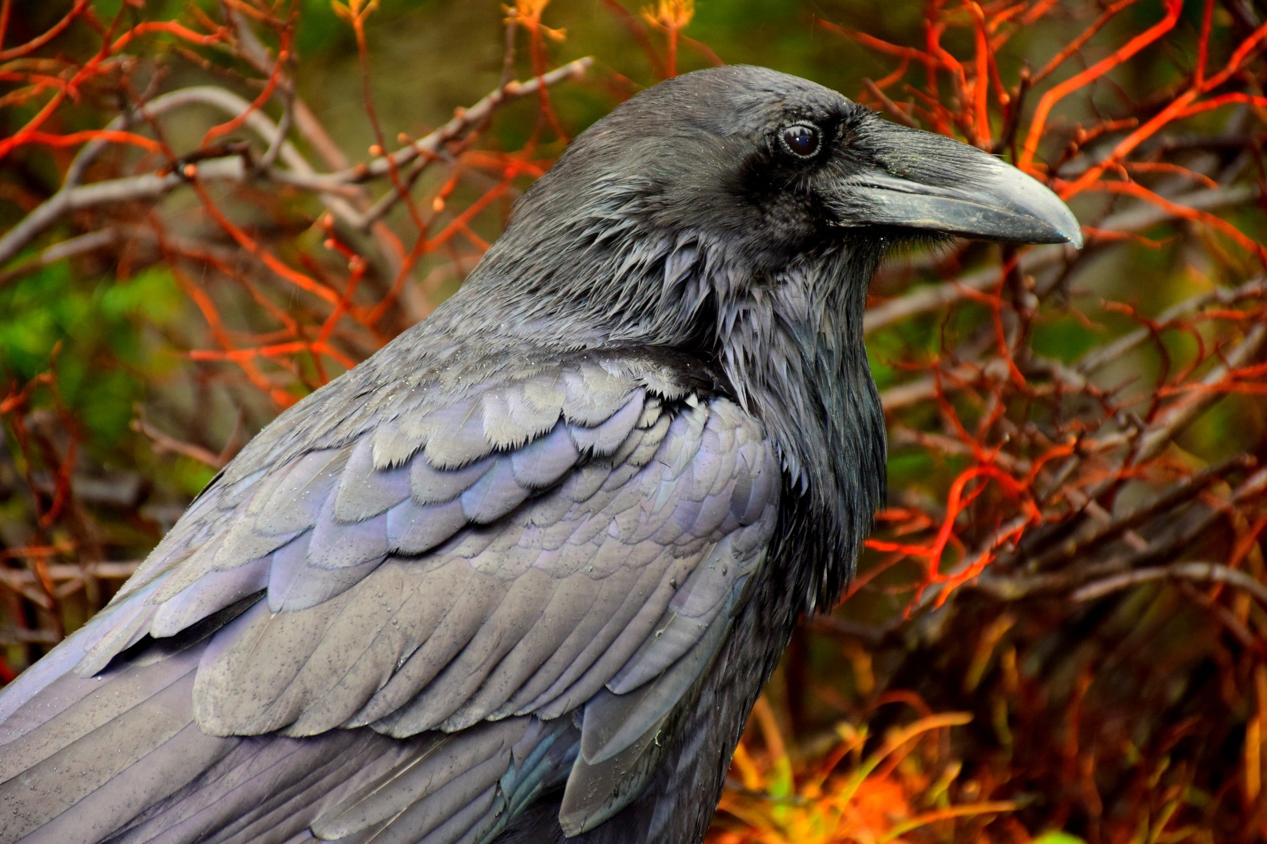Raven species, Yellowstone wildlife, Sanctuary, Beautiful birds, 2500x1670 HD Desktop