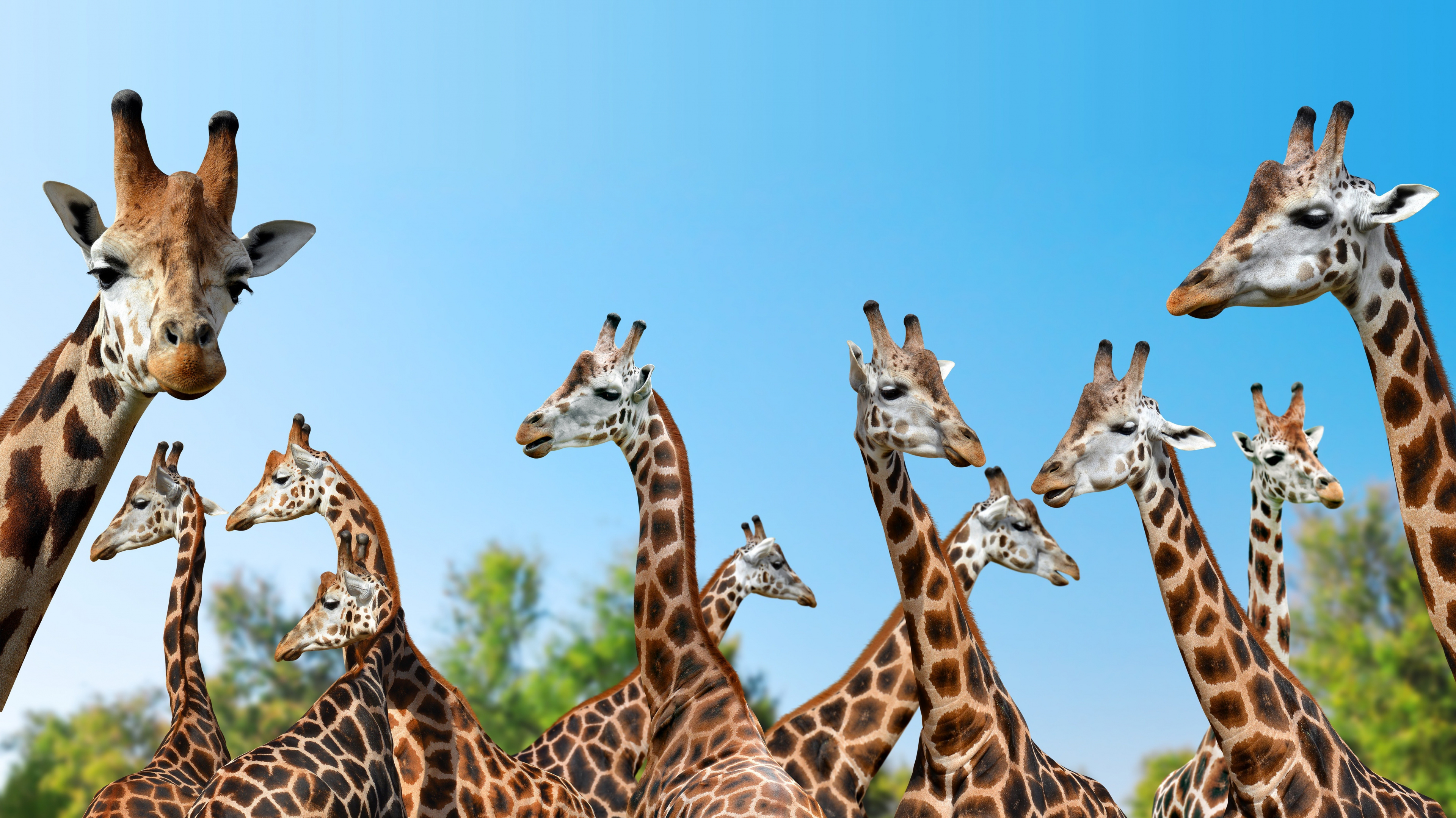 Giraffe, Spotted beauty, Widescreen wallpaper, Nature's marvel, 3840x2160 4K Desktop