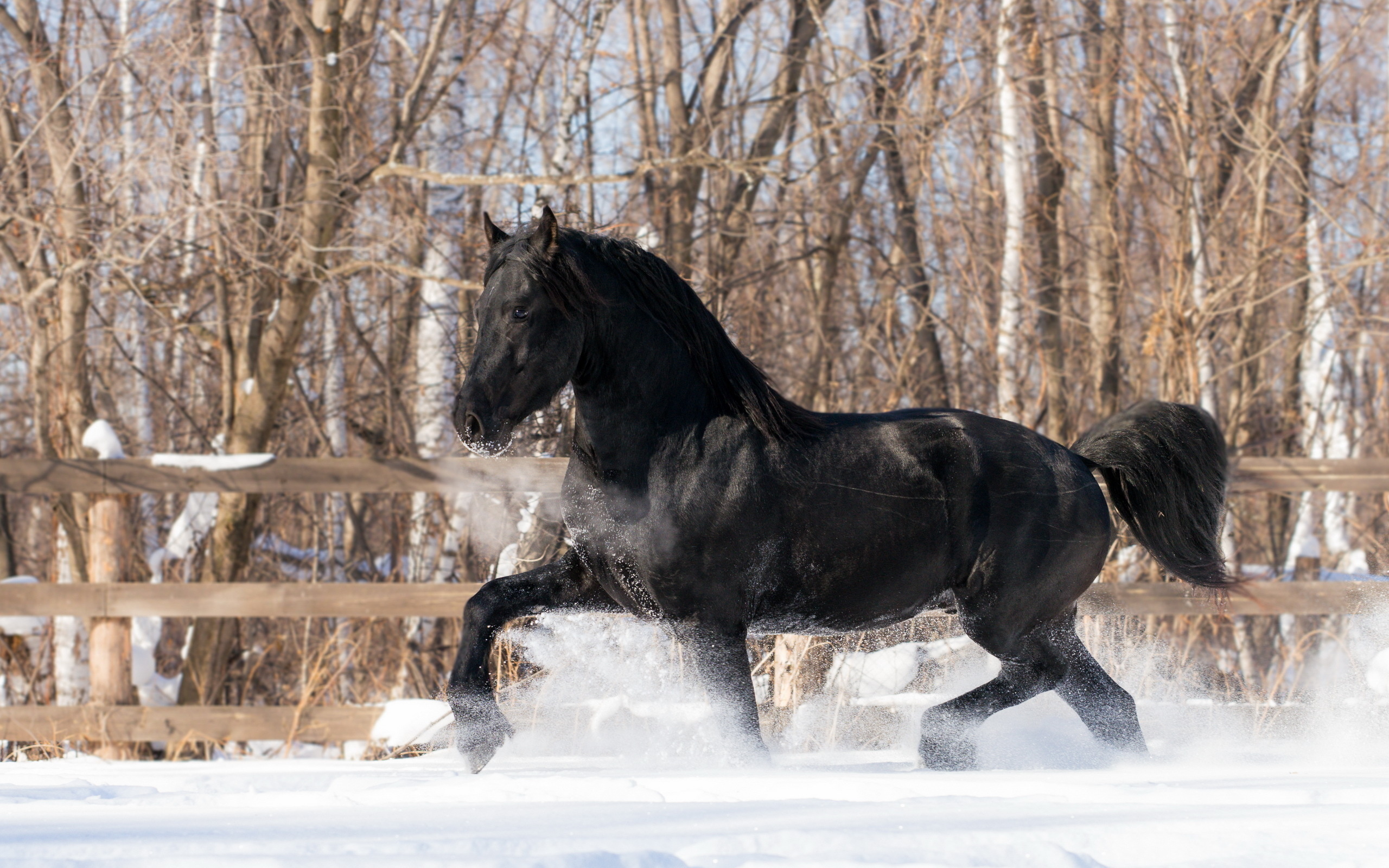 Horses in snow, Winter's grace, Majestic beauty, Serene wonder, 2560x1600 HD Desktop