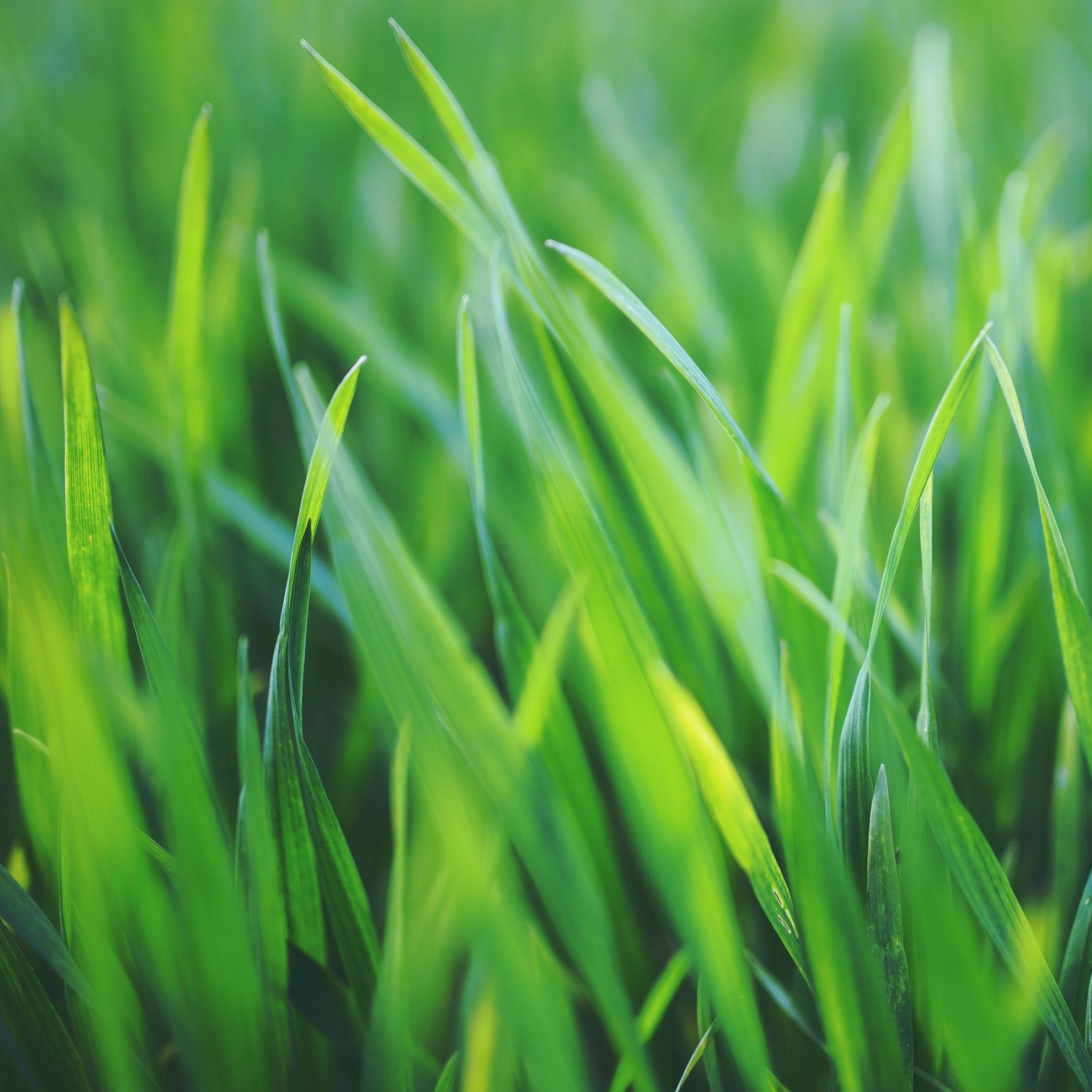 Apple wallpapers, Stunning grass, Nature's allure, Perfect backdrop, 2050x2050 HD Phone