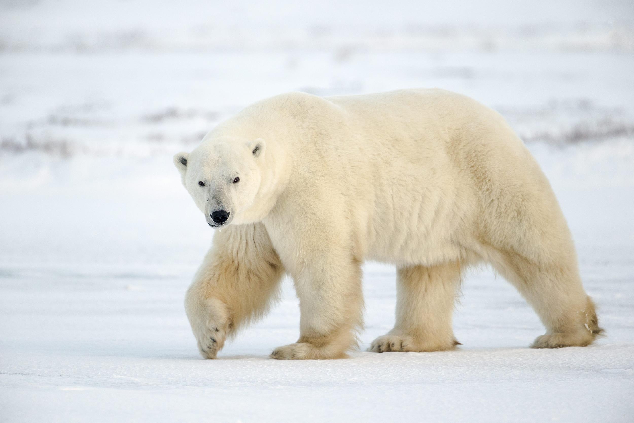 HQ polar bear wallpapers, Stunning photographs, 4K images, Perfect for animal lovers, 2500x1670 HD Desktop