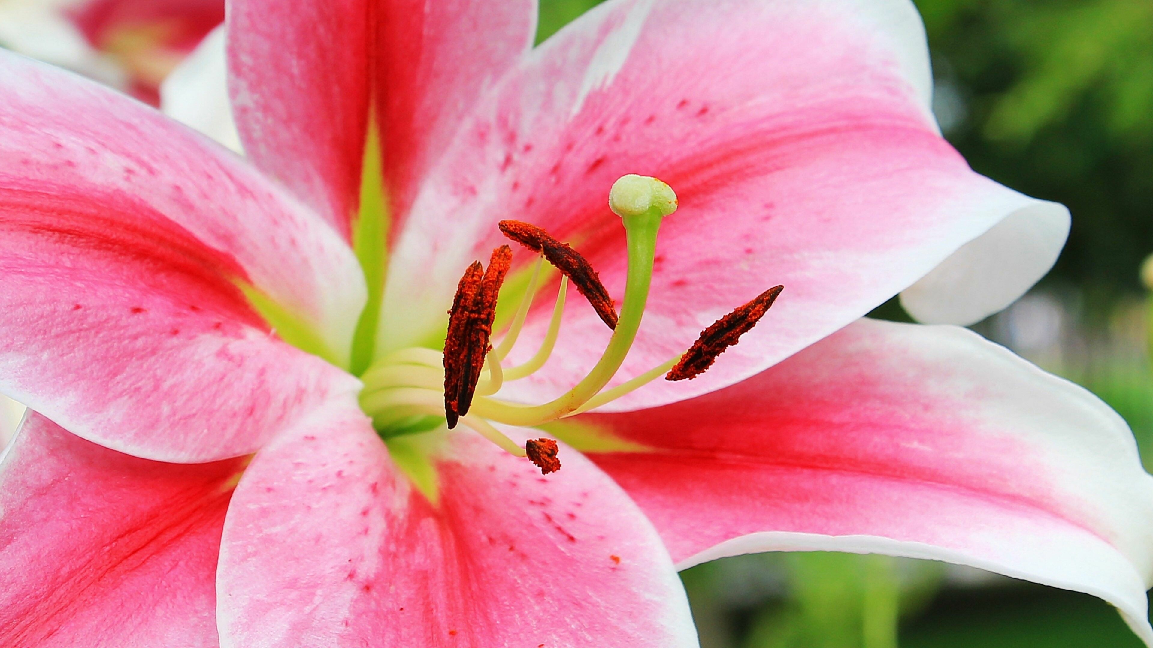 Lily: The crimson cultivar ‘Stargazer’, A popular hybrid with large, showy flowers that make it a showstopper when in bloom. 3840x2160 4K Wallpaper.