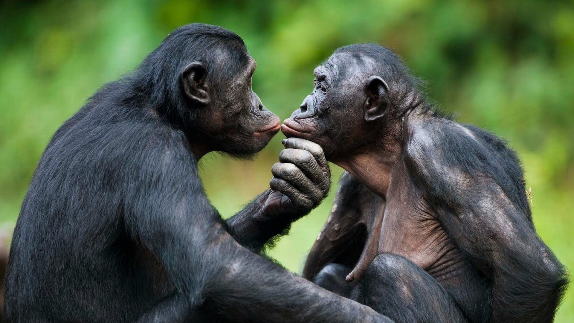 Bonobo apes, Primate species, 1920x1080 Full HD Desktop