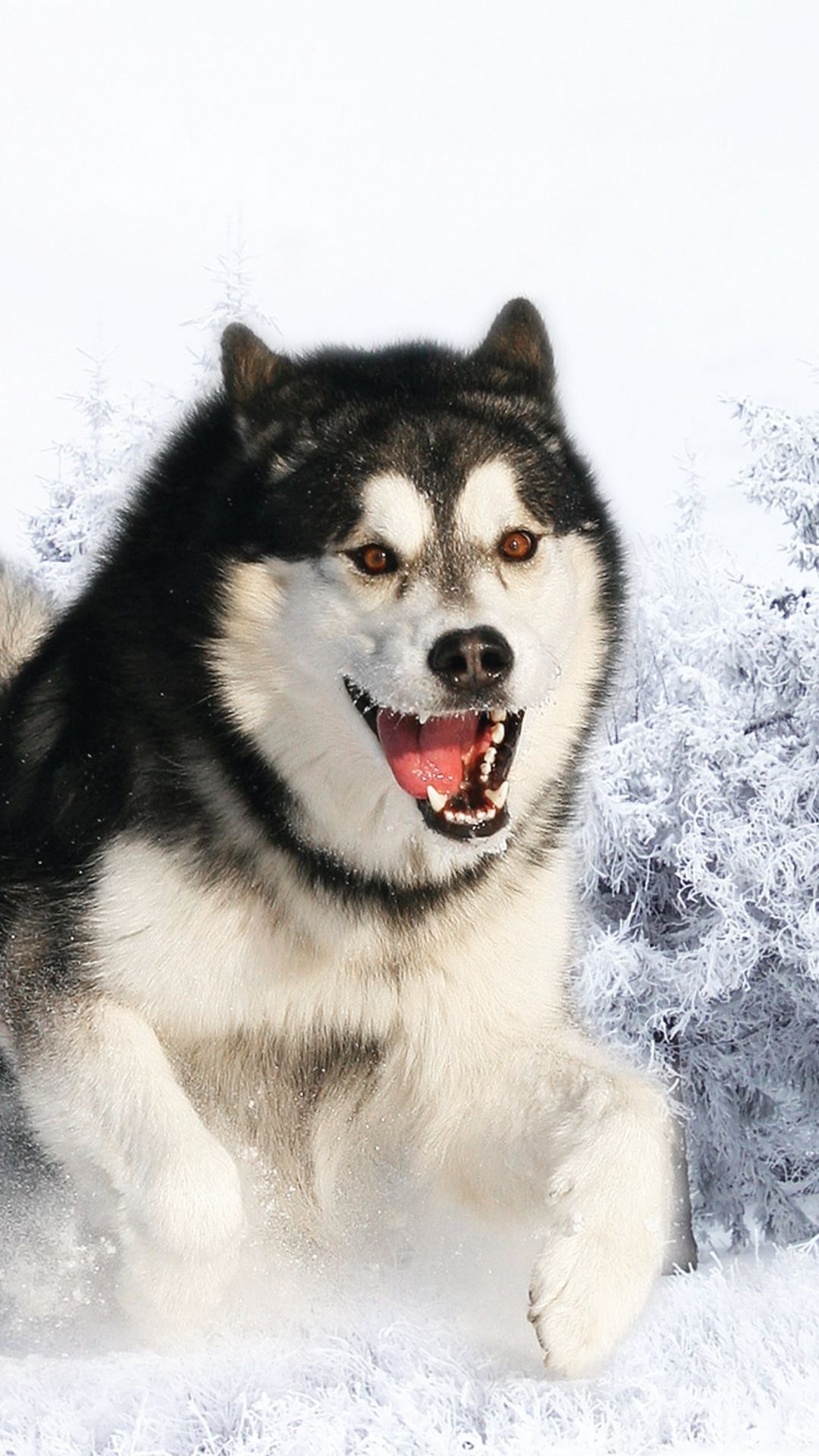 Fun with Alaskan Malamute, Cute dogs, Husky in snow, Winter adventures, 1080x1920 Full HD Phone