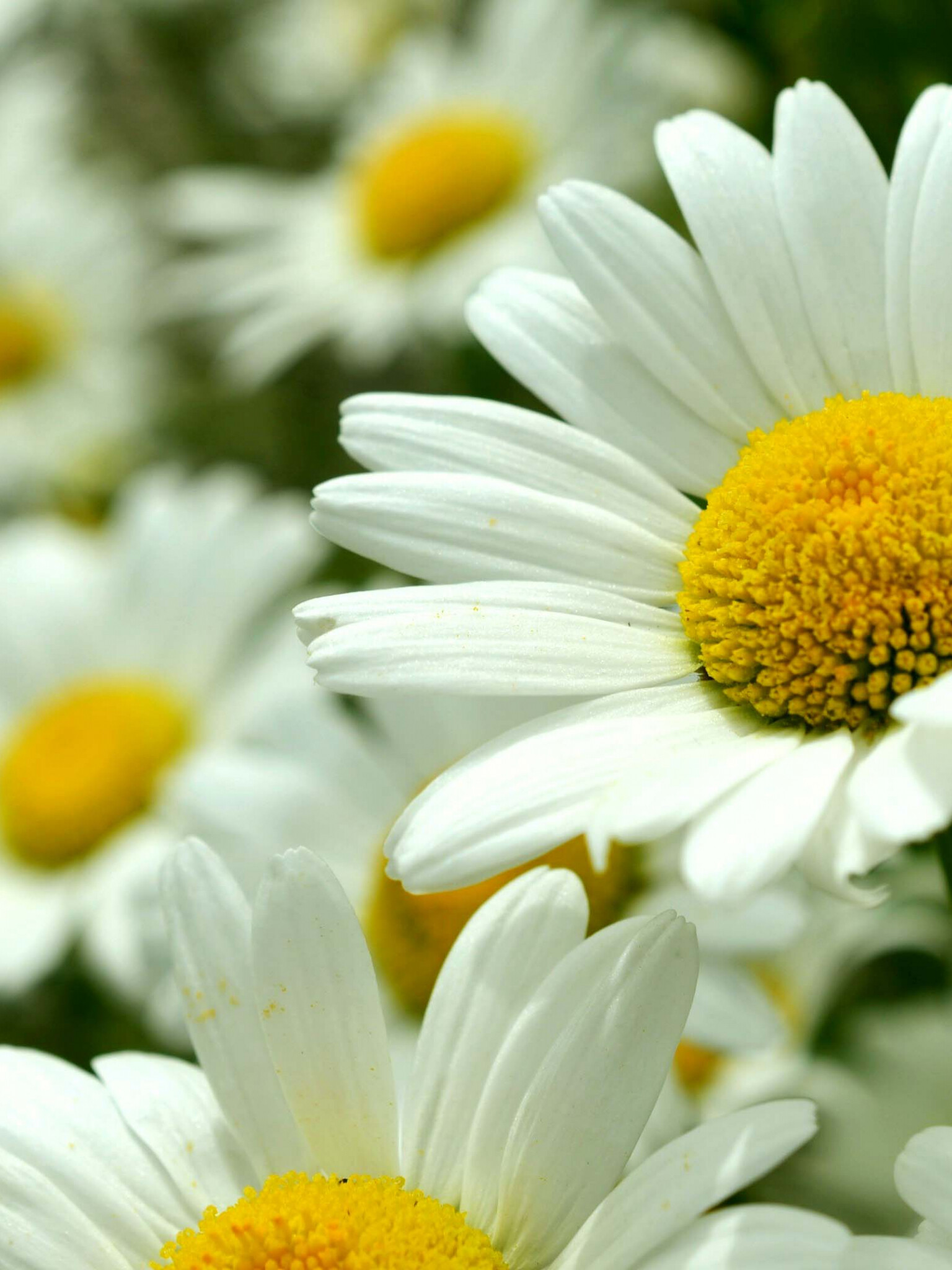 Daisy: Daisies, just like their cheerful appearance would suggest, are sun-loving plants. 1540x2050 HD Wallpaper.