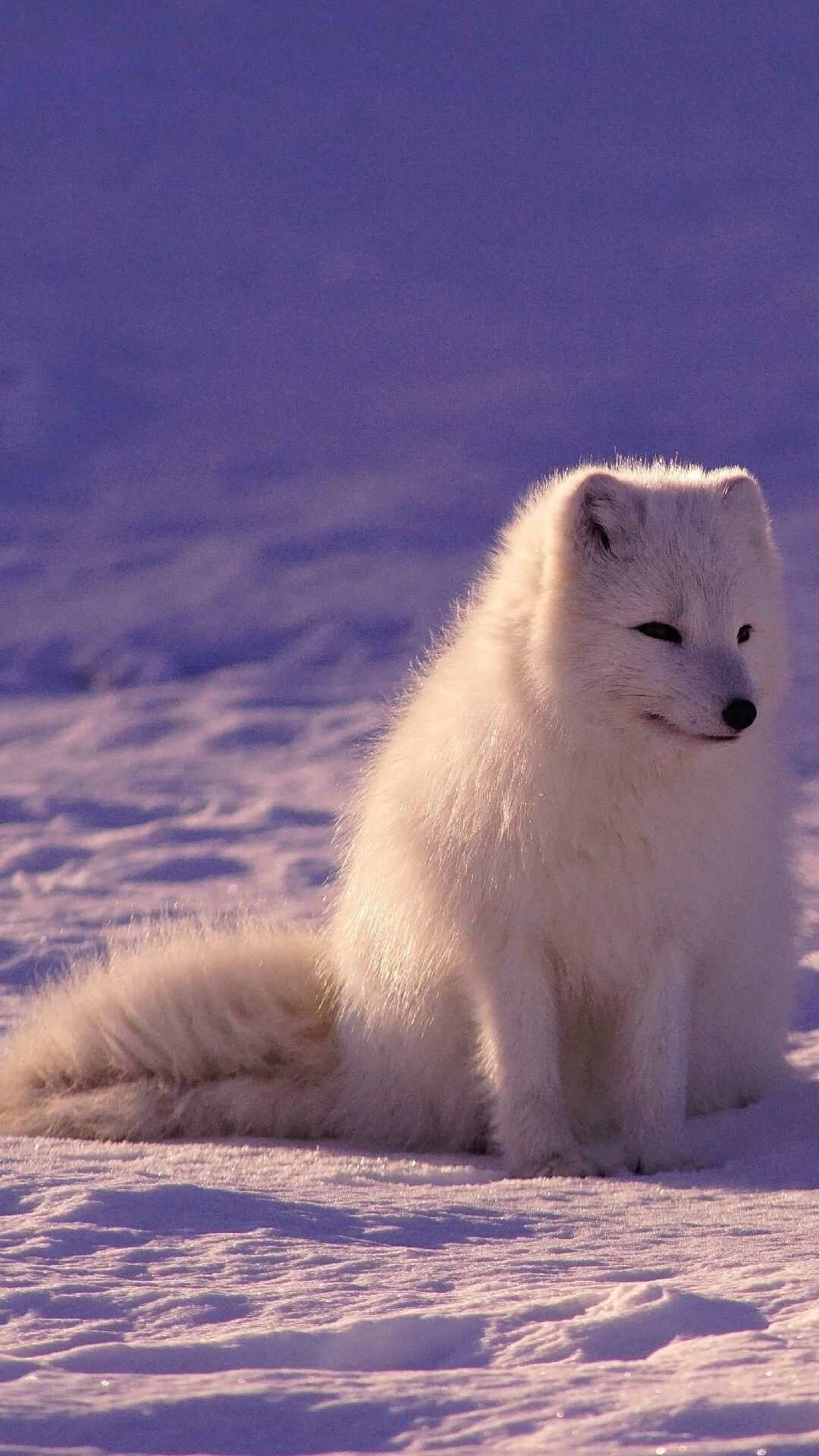 Fox: Vulpes lagopus, Well adapted to living in icy-cold environments. 1080x1920 Full HD Background.