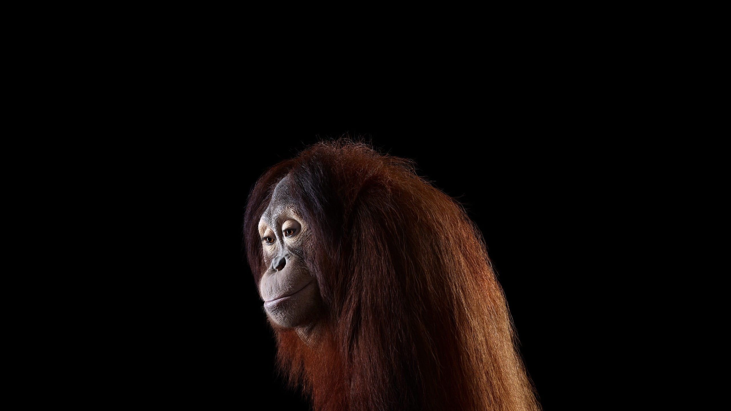 Orangutan, Graceful climbers, Mammal wonders, Nature's simplicity, 2560x1440 HD Desktop
