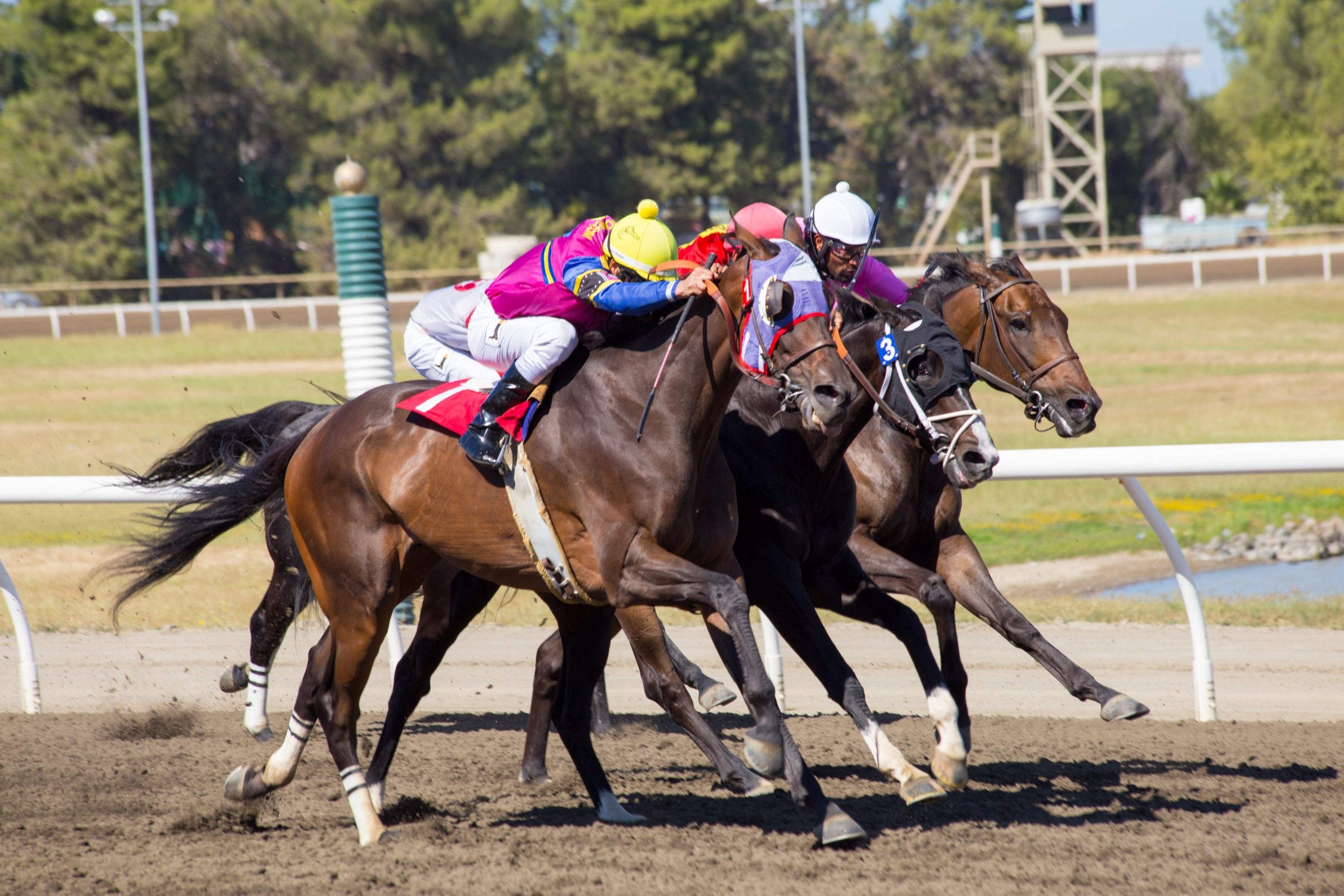 Thoroughbred horse racing, Cal Expo races, State fair event, Track excitement, 2560x1710 HD Desktop