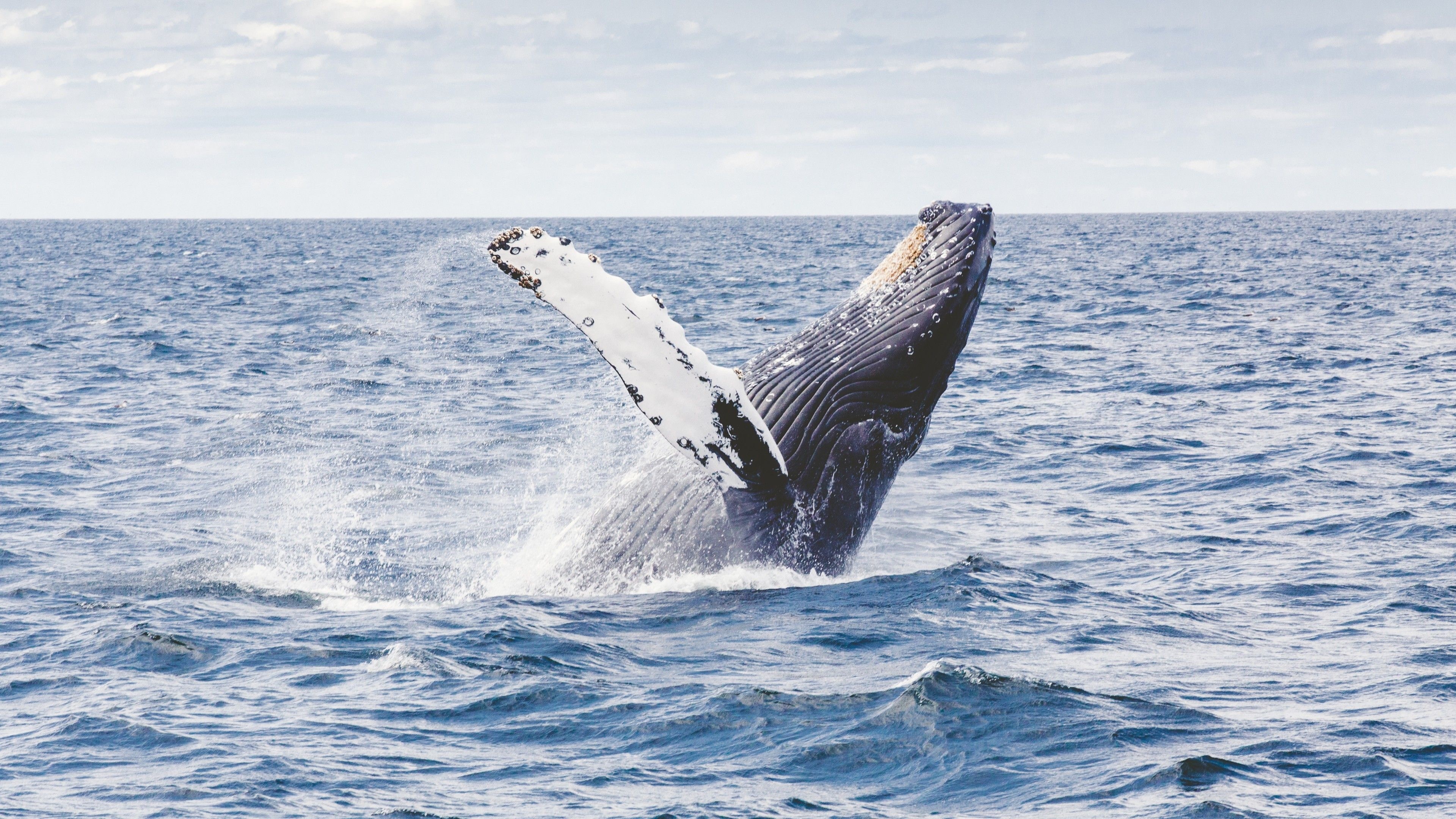 Ocean whale wallpapers, Whales in the ocean, Oceanic beauty, Marine wonder, 3840x2160 4K Desktop