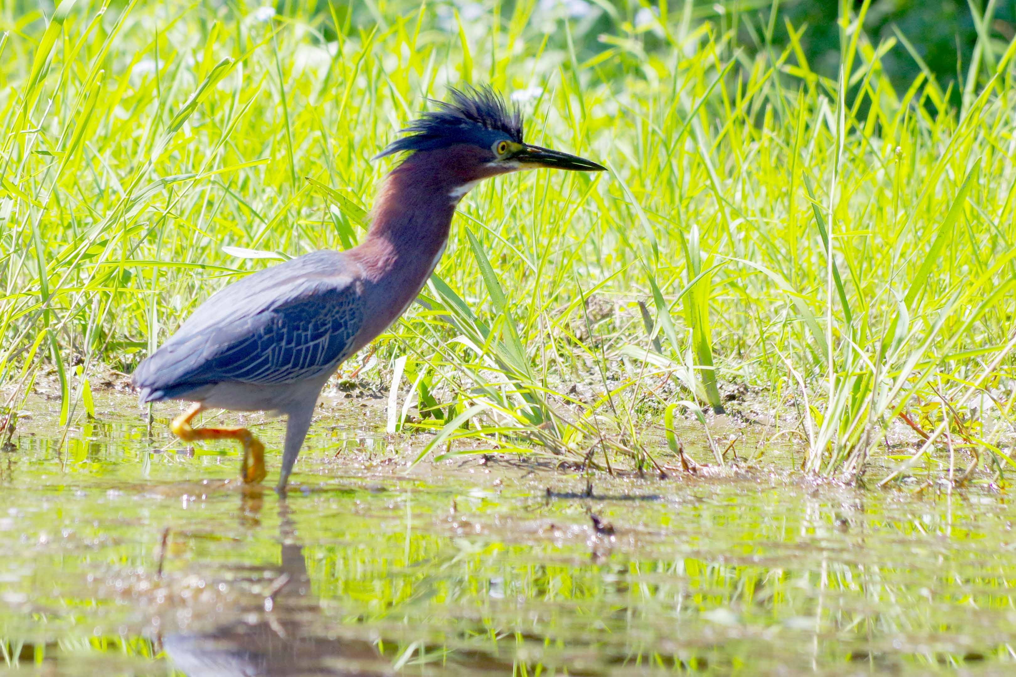 Green Heron birds, Tool-wielding water birds, Fascinating behaviors, Nature photography, 3240x2160 HD Desktop