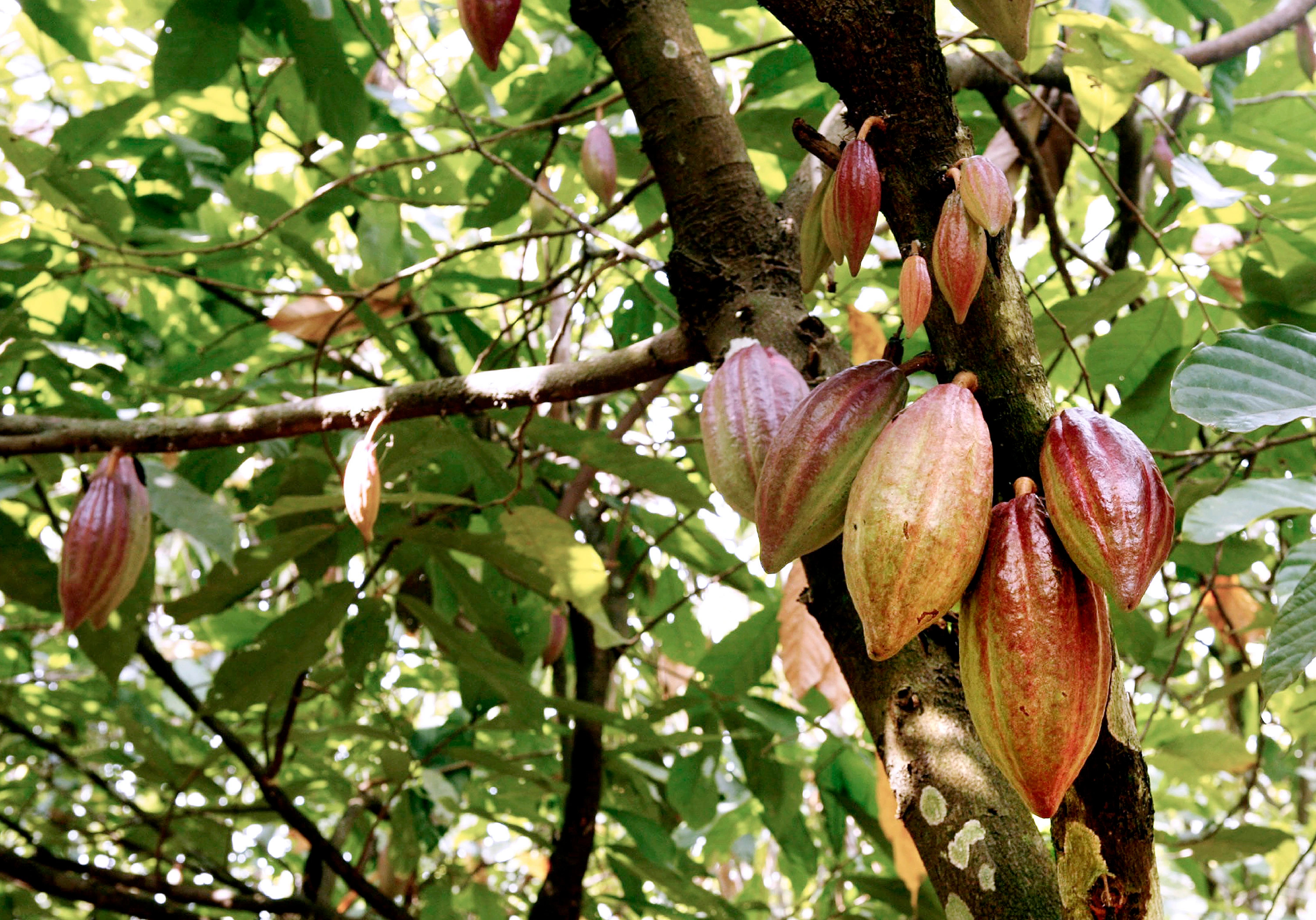 African cocoa trees, Disease-stricken, Time's report, Ongoing battle, 3000x2100 HD Desktop