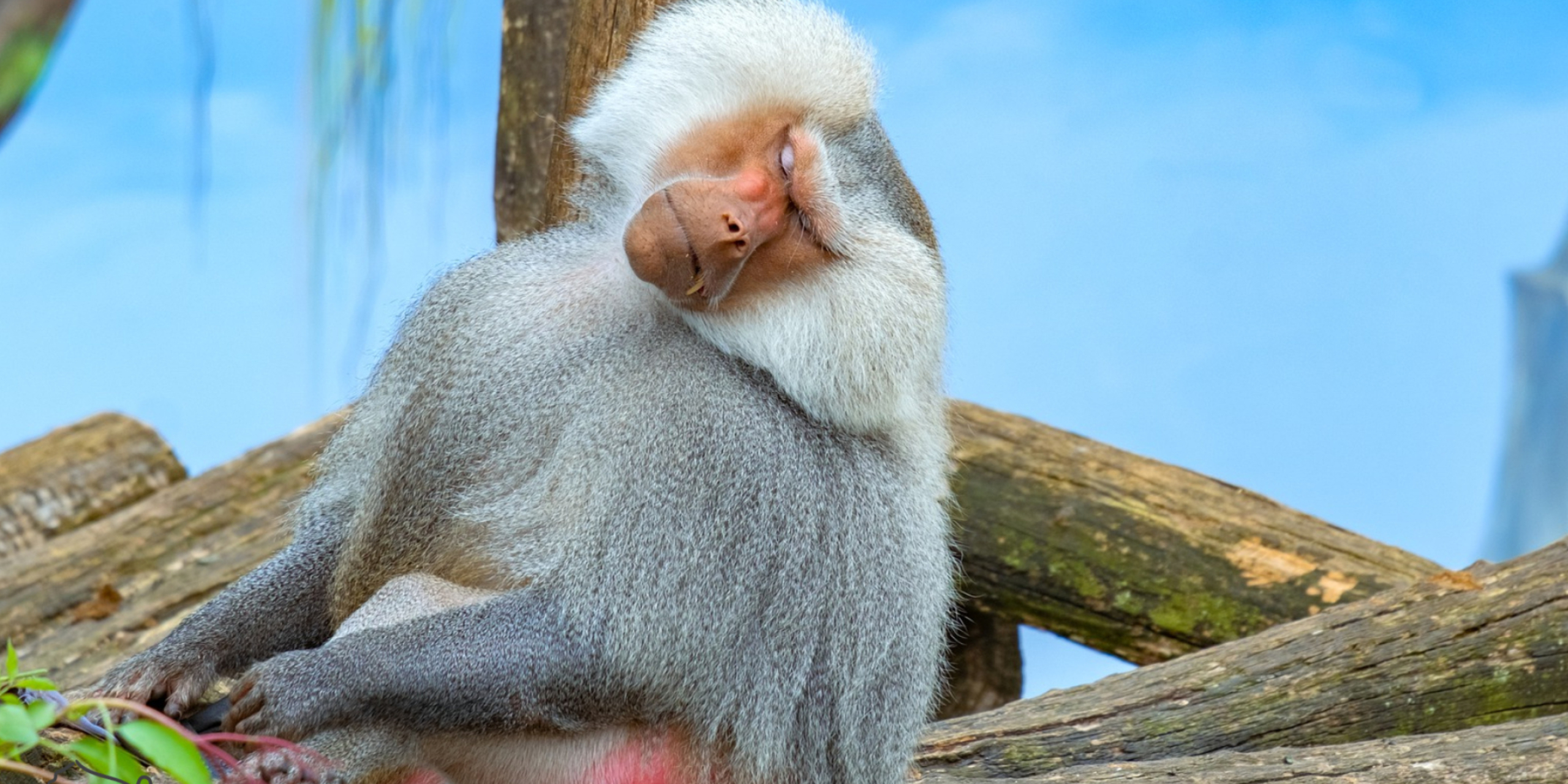 Majestic baboon monkey, HD wildlife portrait, Regal presence, Untamed beauty, 2560x1280 Dual Screen Desktop