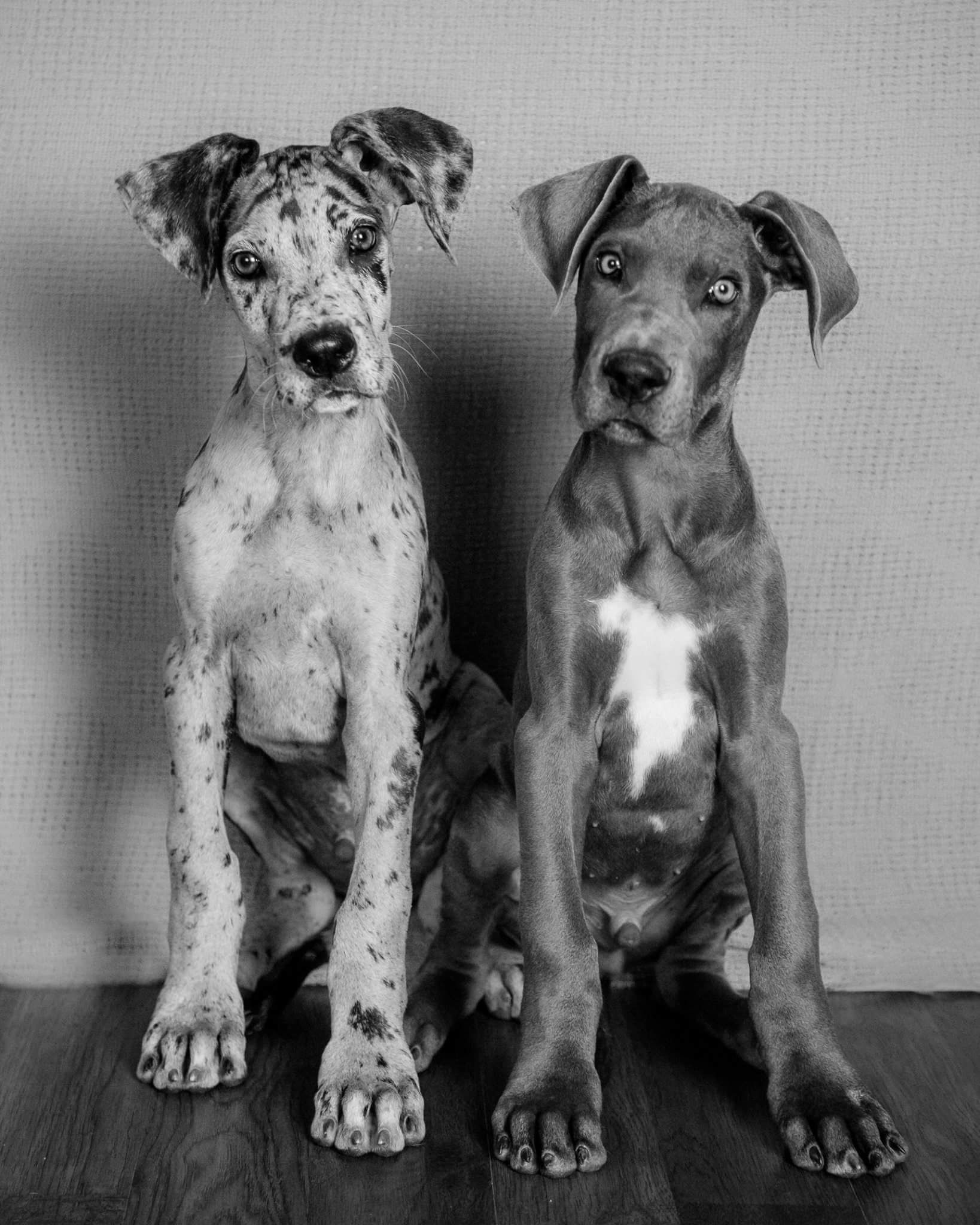Great Dane: Black and white, Family dogs typically gentle around children, smaller dogs and cats. 1640x2050 HD Wallpaper.