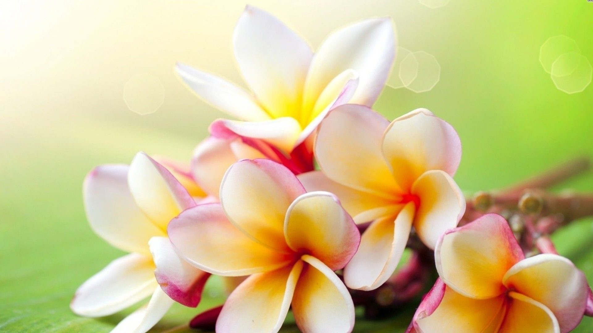 Hawaiian flower, Beautiful, Tropical paradise, 1920x1080 Full HD Desktop