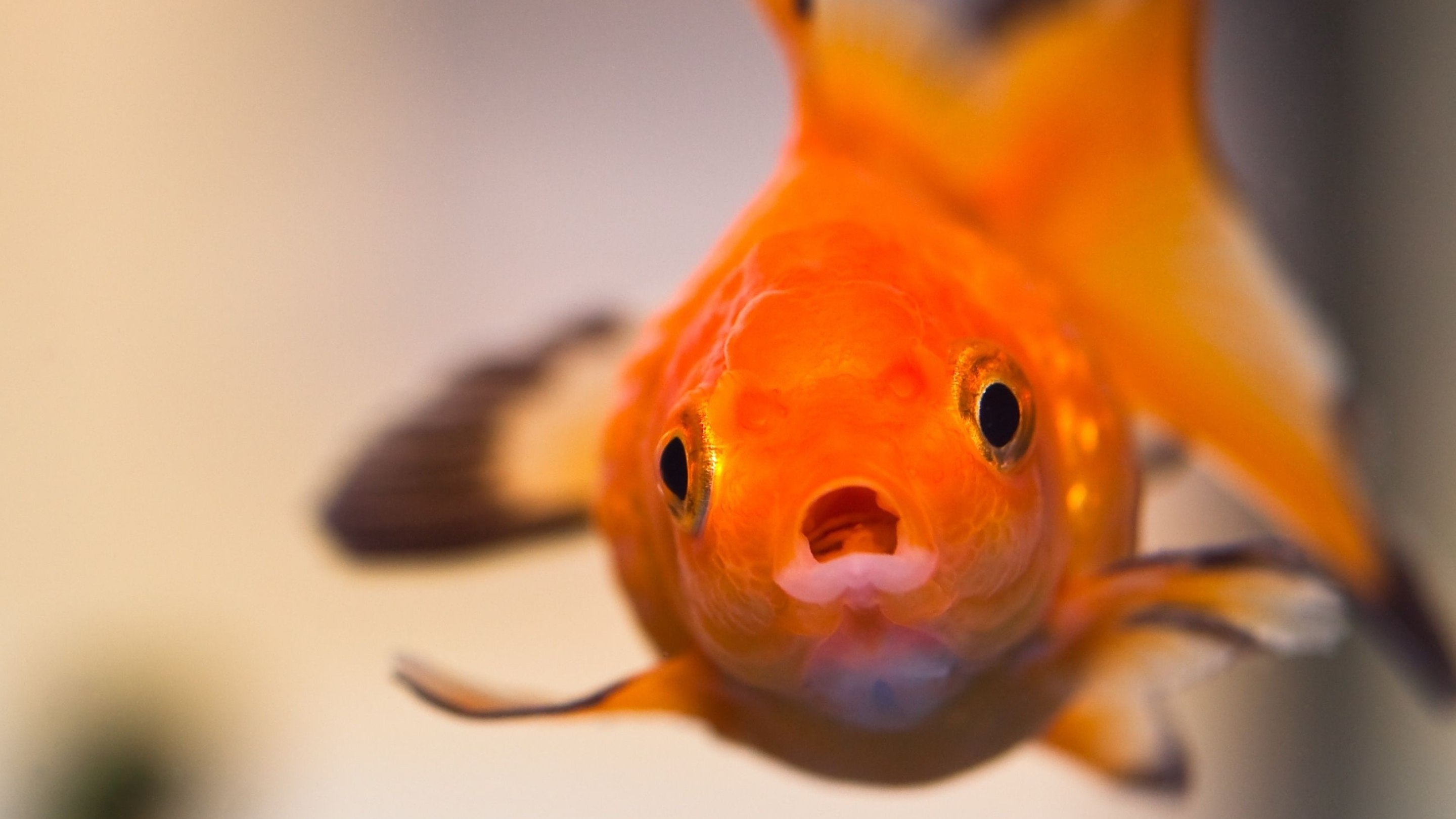 Goldfish: Was domesticated by the Chinese at the Sung dynasty (960–1279). 2880x1620 HD Wallpaper.