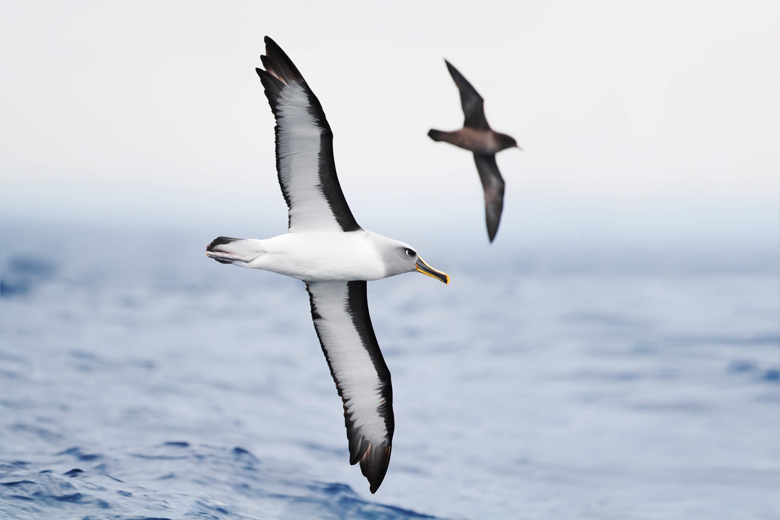 Albatross wallpapers, Captivating bird images, Stunning avian photography, Desktop backgrounds, 2500x1670 HD Desktop