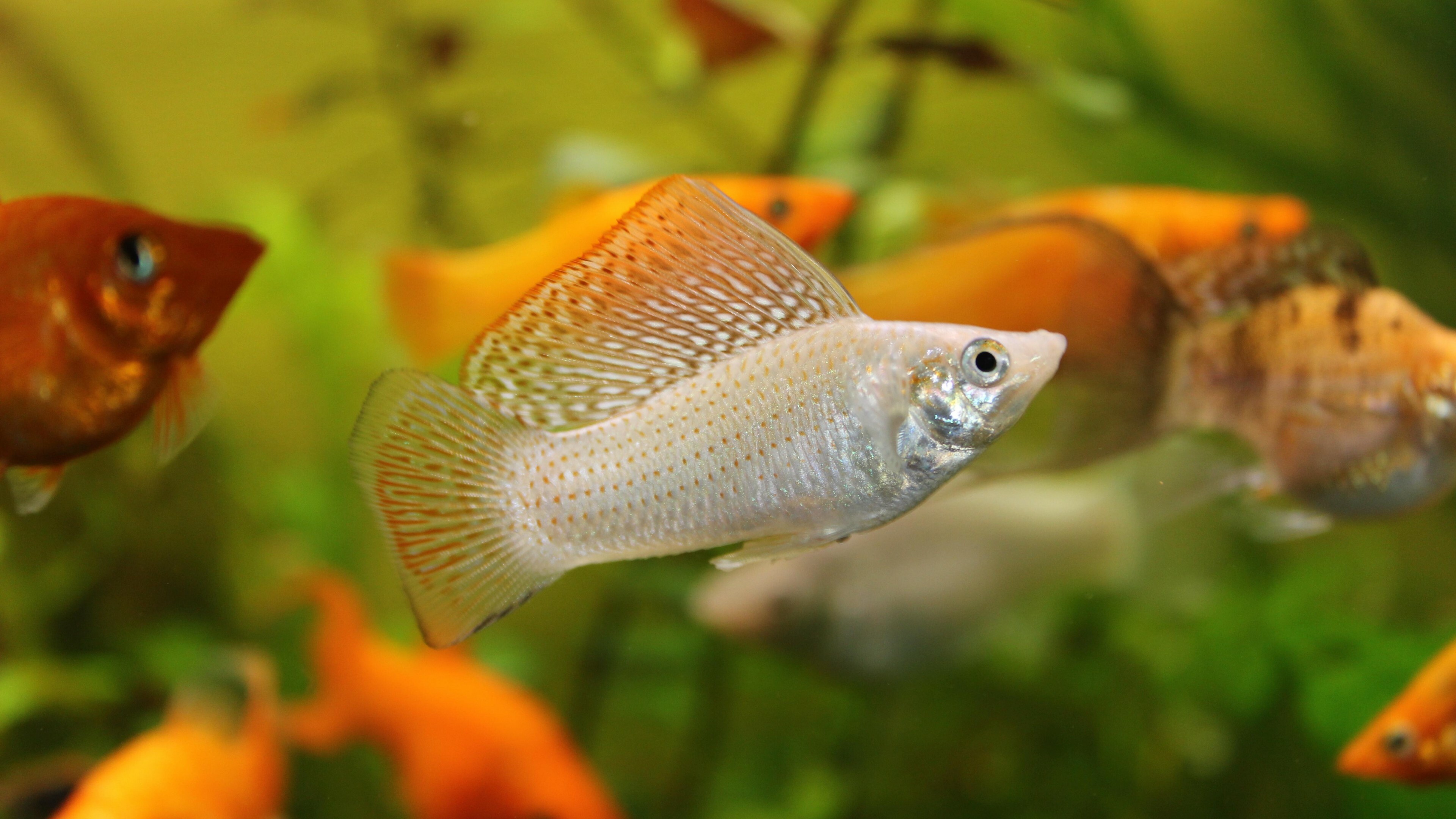 Fish: Mollienesia, The genus Poecilia, Aquarium. 3840x2160 4K Background.