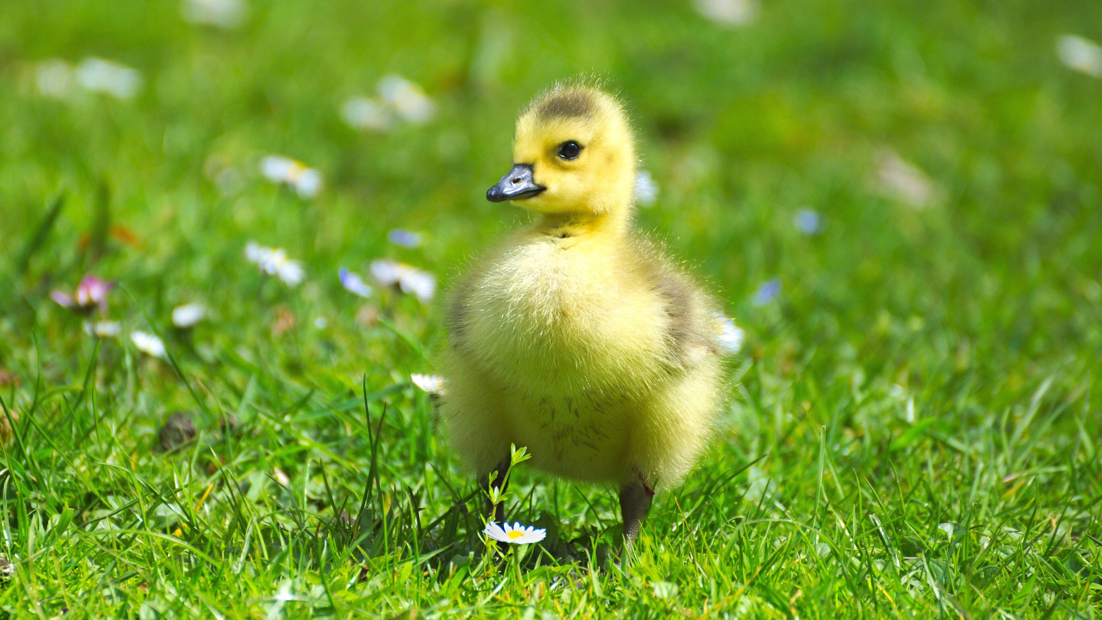Geese: Chick on the grass, Web-footed swimming birds of the family Anatidae. 3840x2160 4K Wallpaper.