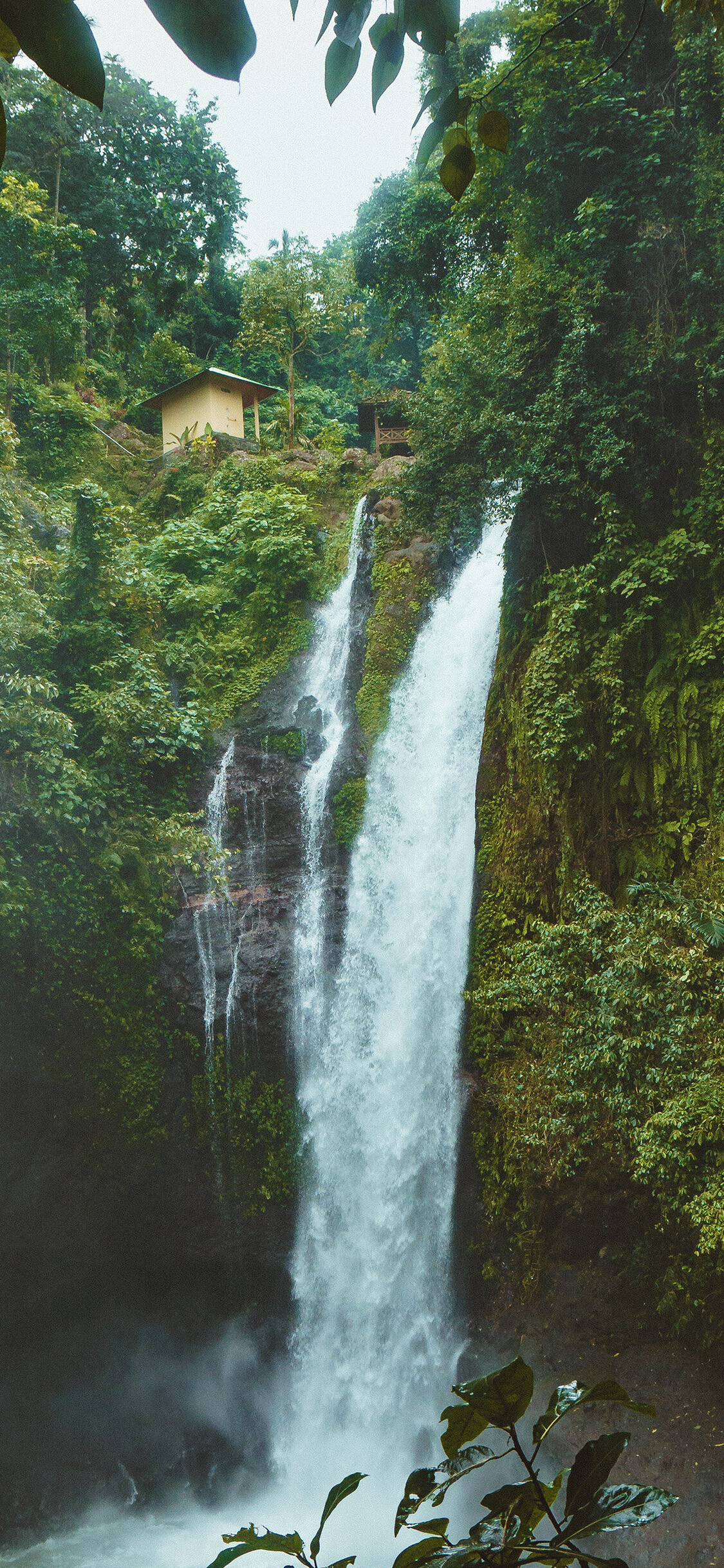 Jungle: Waterfall, Forest, River, Natural environment. 1130x2440 HD Wallpaper.