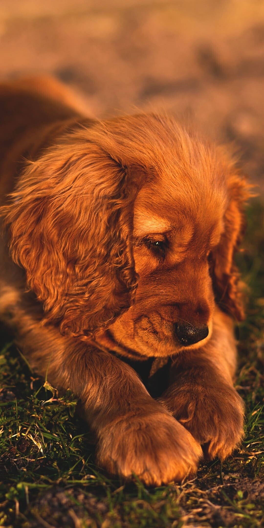 Dog: Canine, Loyal, and like being around humans. 1080x2160 HD Background.