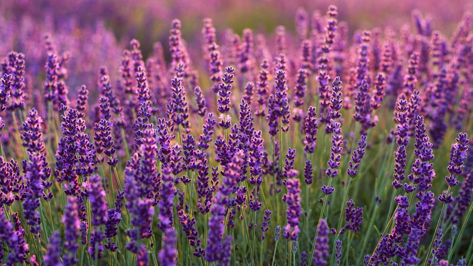 Lavenders, Lavender farm, Plants wallpaper, HD image, 1920x1080 Full HD Desktop