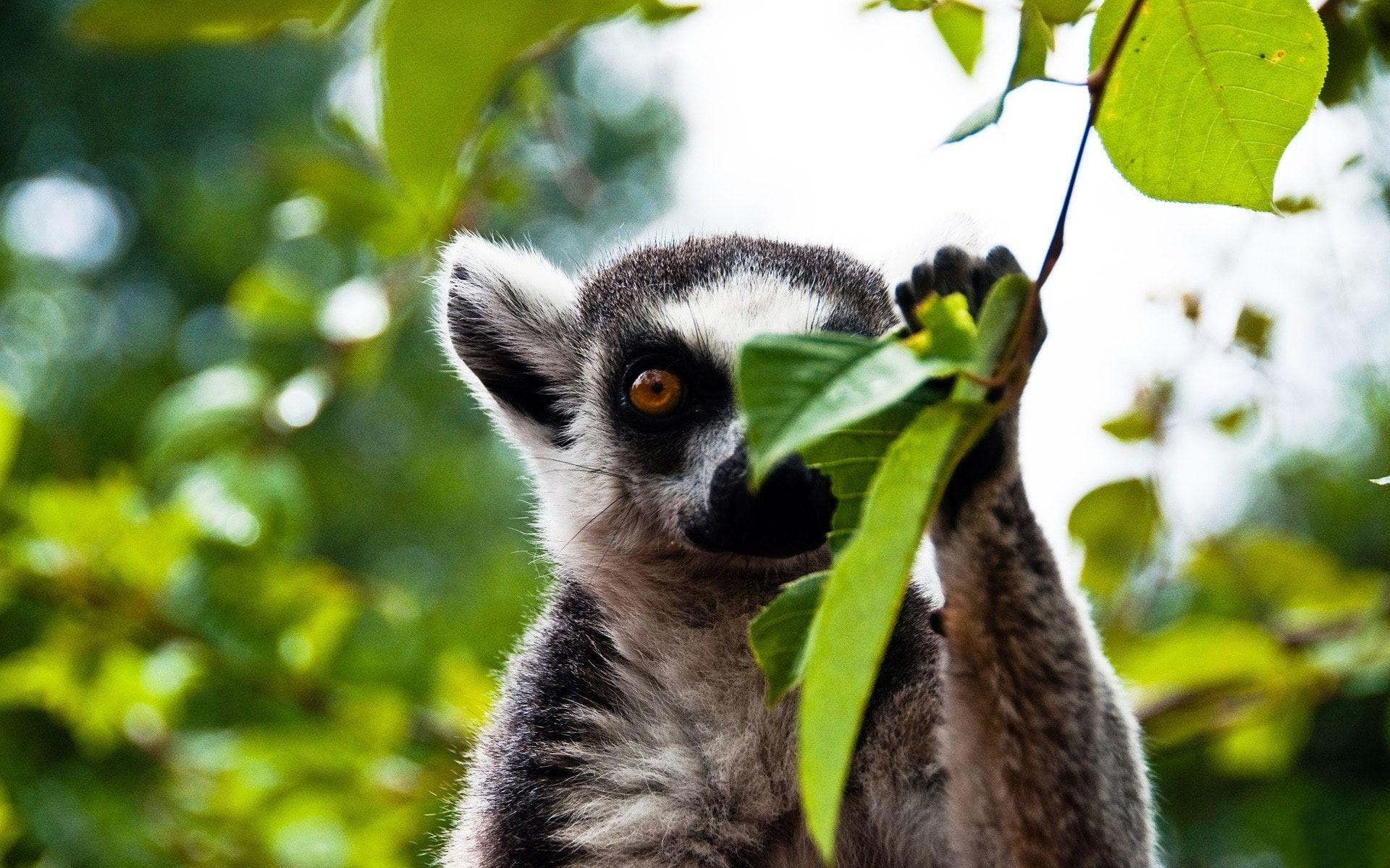 Cute lemur wallpapers, Adorable primates, Nature backgrounds, Wildlife, 1920x1200 HD Desktop