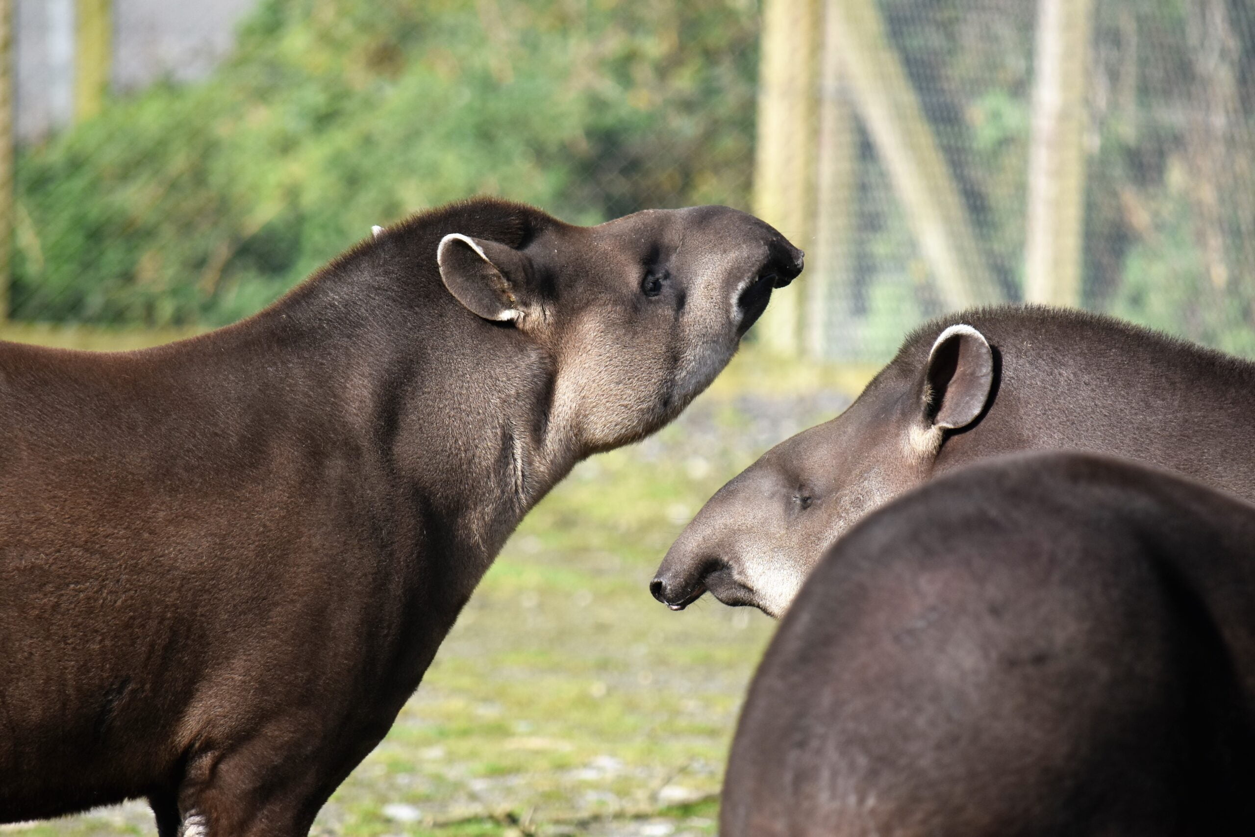 Tapir facts, Wild welfare, Tapir habitat, Interesting, 2560x1710 HD Desktop