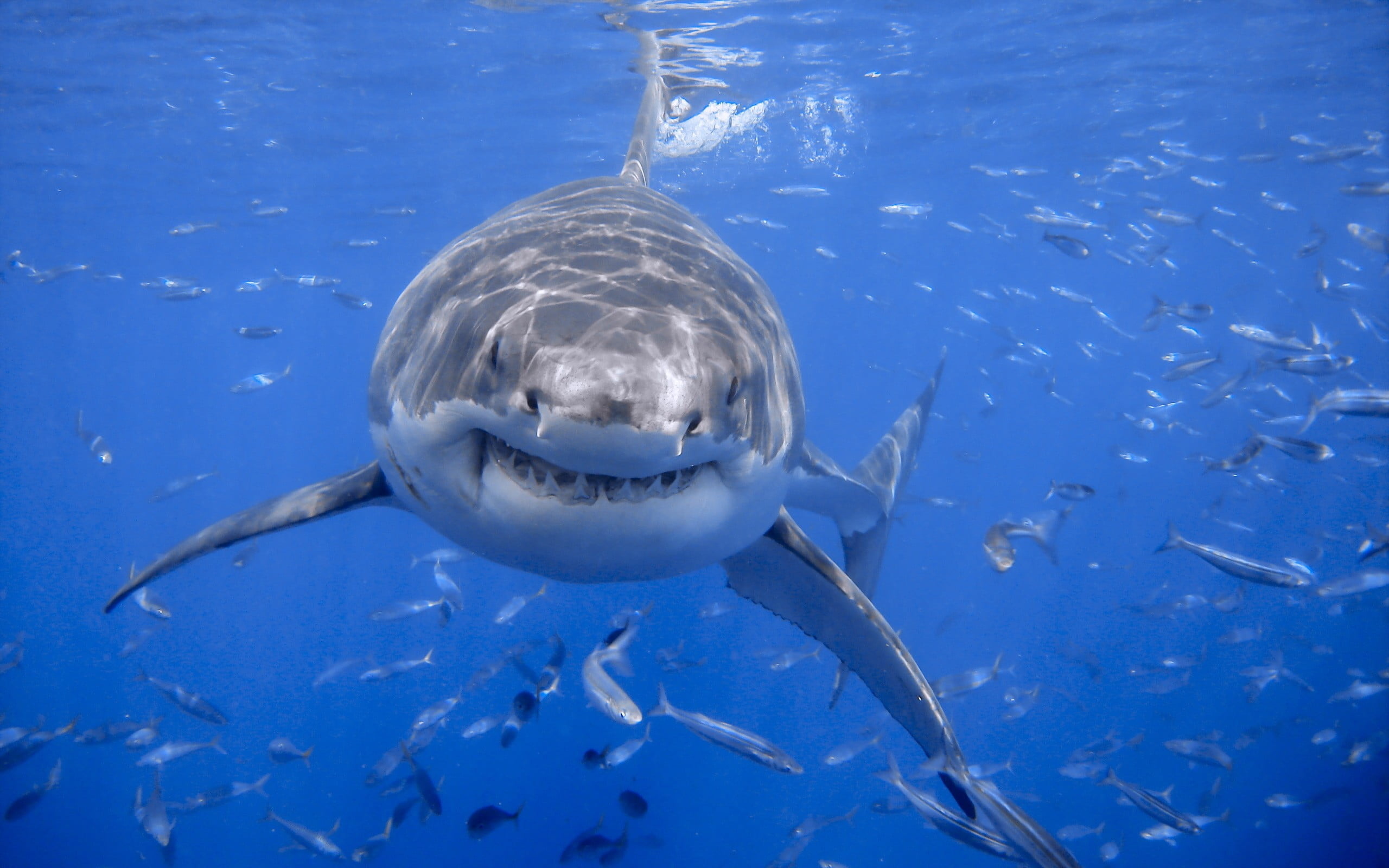 Great White Shark: The lifespan is estimated to be as long as 70 years or more. 2560x1600 HD Wallpaper.