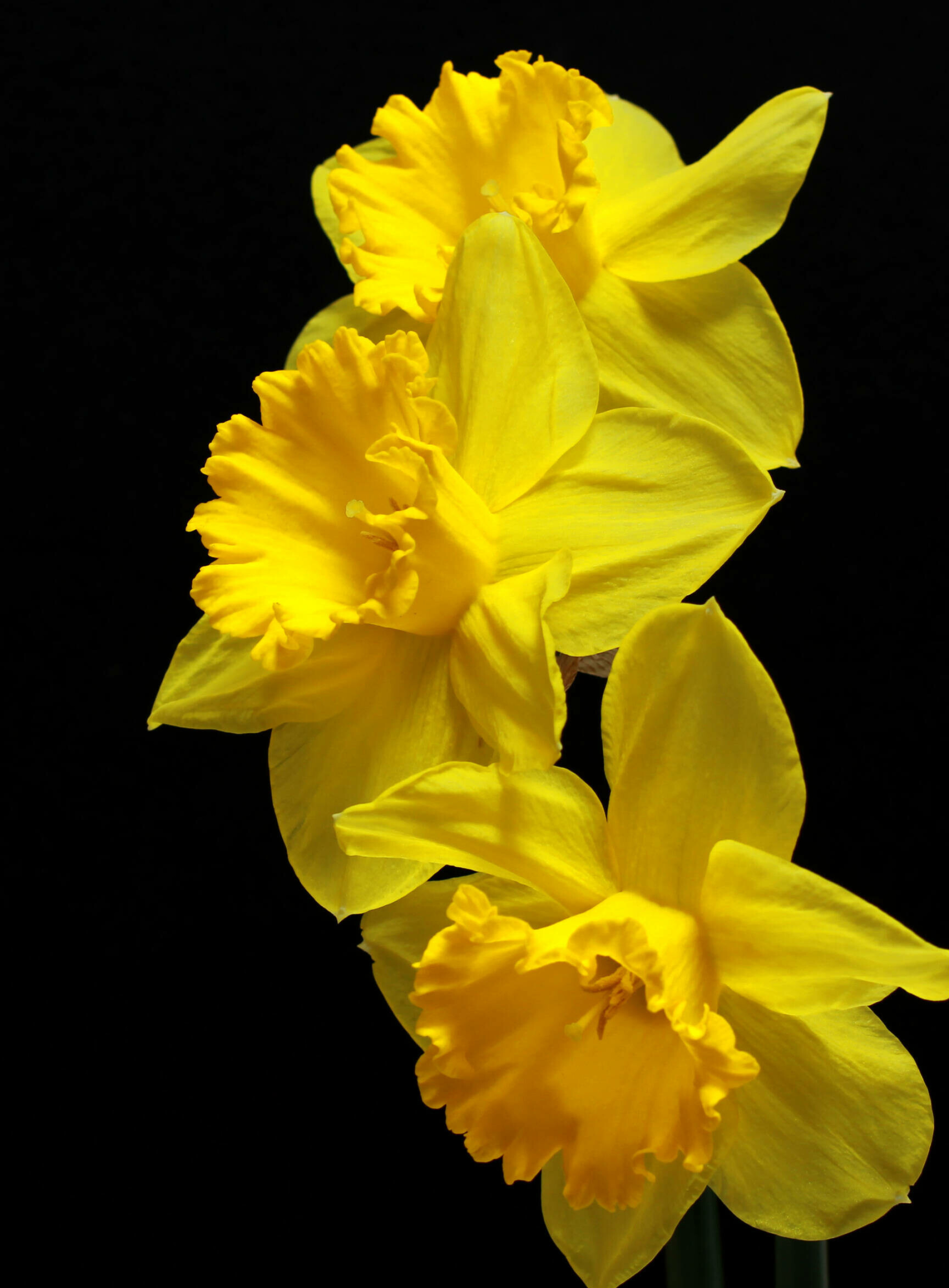 Daffodil: Flowering perennial plants of the amaryllis family, Amaryllidaceae. 1920x2610 HD Background.