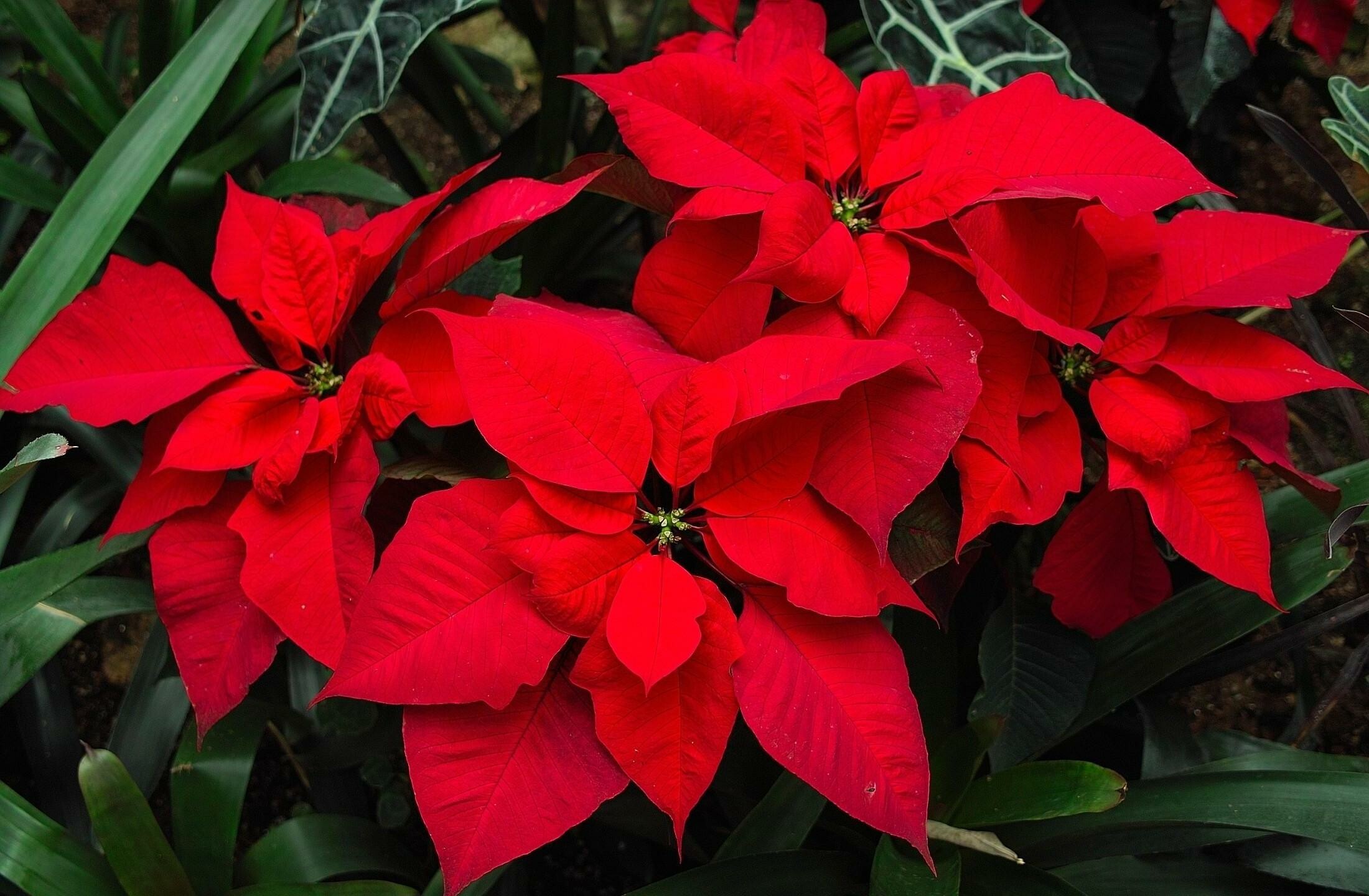 Poinsettia: The colorful “flowers” of poinsettias are actually modified leaves called “bracts”. 2200x1440 HD Background.