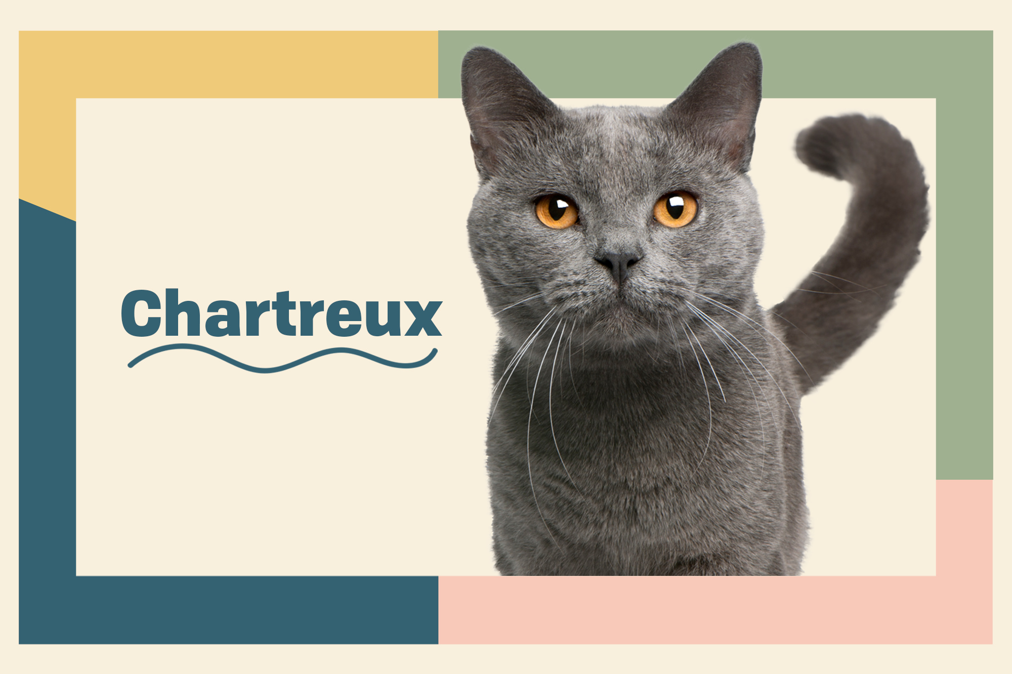 Chartreux Cat, Gentle temperament, Medium-sized breed, Beautiful blue coat, 2000x1340 HD Desktop
